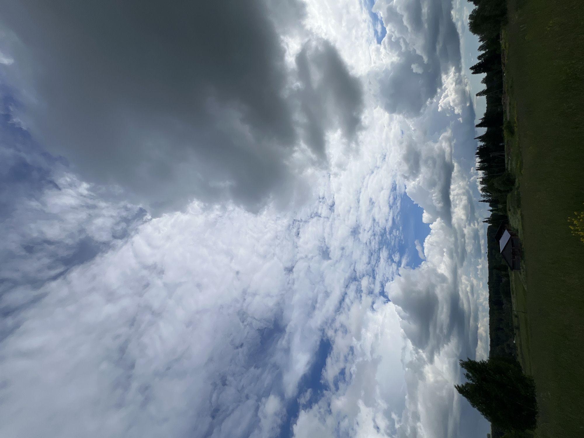 This image captures a vast, cloudy sky over a rural landscape in Panteleevka, Russia. The sky is a dramatic mix of light and dark clouds, with patches of blue sky visible. On the left side of the image, a dark, windswept tree stands prominently in a green field. To the right of the tree, a rustic wooden structure with a dark roof is situated in the middle ground. The background is a dense line of trees, with more vegetation and a distant building visible on the far right. The field in the foreground is covered in green grass, with a hint of yellow wildflowers. The overall impression is one of an overcast, windy day in the Russian countryside.