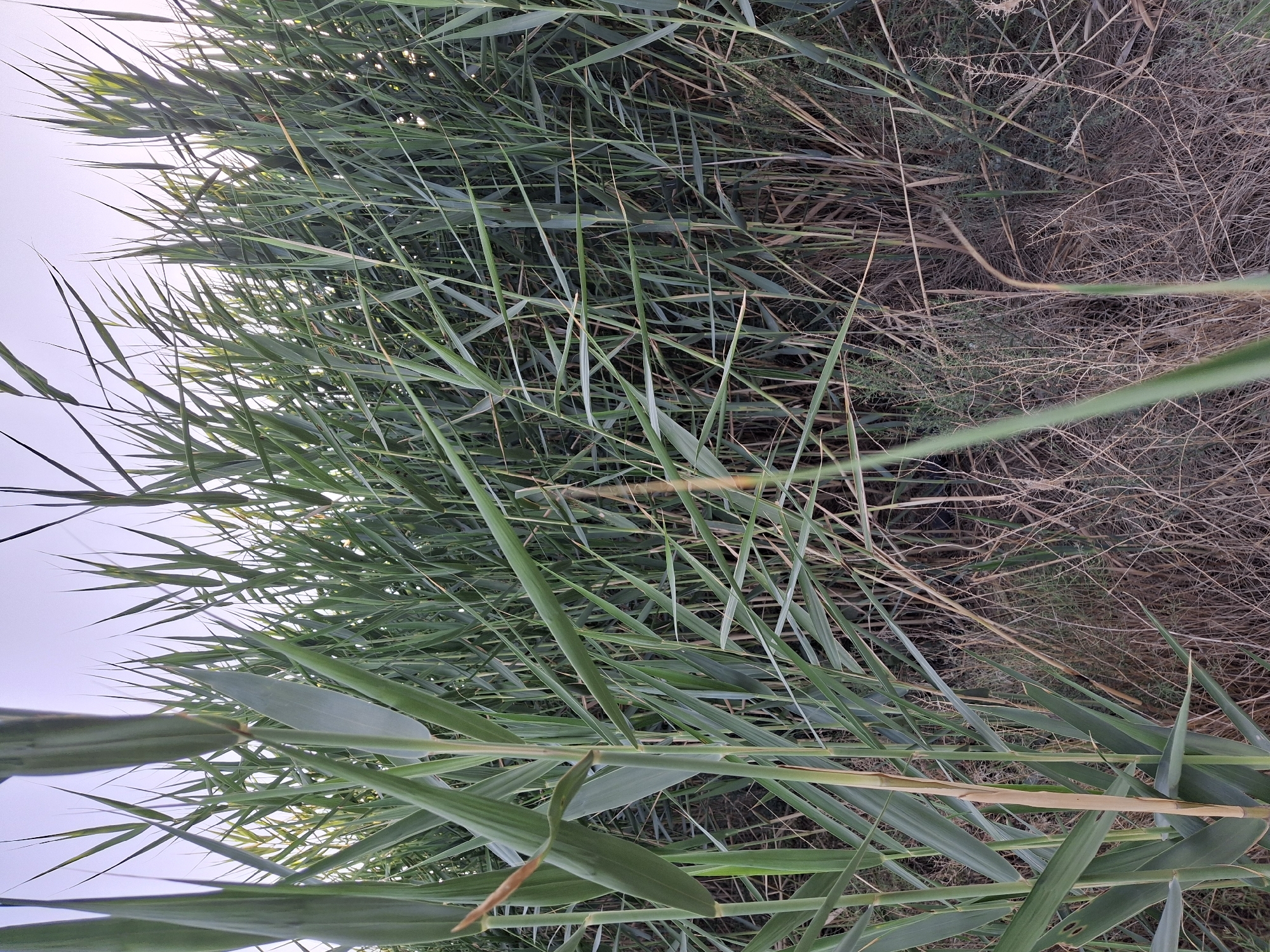 A low-angle medium shot captures a dense thicket of tall green reeds against a pale sky. The reeds are the primary subject, filling the frame from edge to edge. Their long, slender leaves create a visual pattern of vertical and diagonal lines, with some leaves overlapping others. The foreground features a few thicker reed stalks, one of which is a pale tan color, contrasting with the vibrant green of the surrounding foliage. The ground beneath the reeds is covered with dry, brown, and brittle vegetation, creating a rough texture. The scene is situated in a natural environment, likely a wetland or riverbank, within the city of Ko`kdala, Uzbekistan. No people or animals are visible in the image. The lighting suggests it might be early morning or late afternoon, as the sky is bright but not harsh.