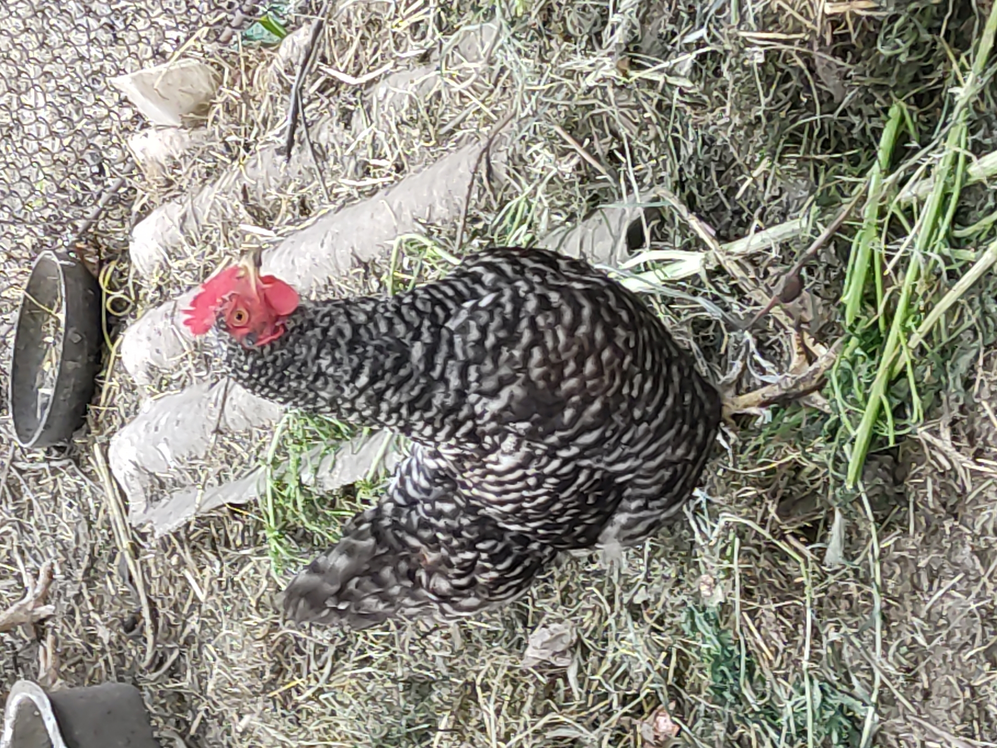A chicken stands on dry grass, hay, and some green vegetation. The chicken has black and white barred feathers and a red comb on its head. In the background, there are some gray plastic objects and a chain-link fence. The scene appears to be outdoors in an area that might be a farm or a backyard.