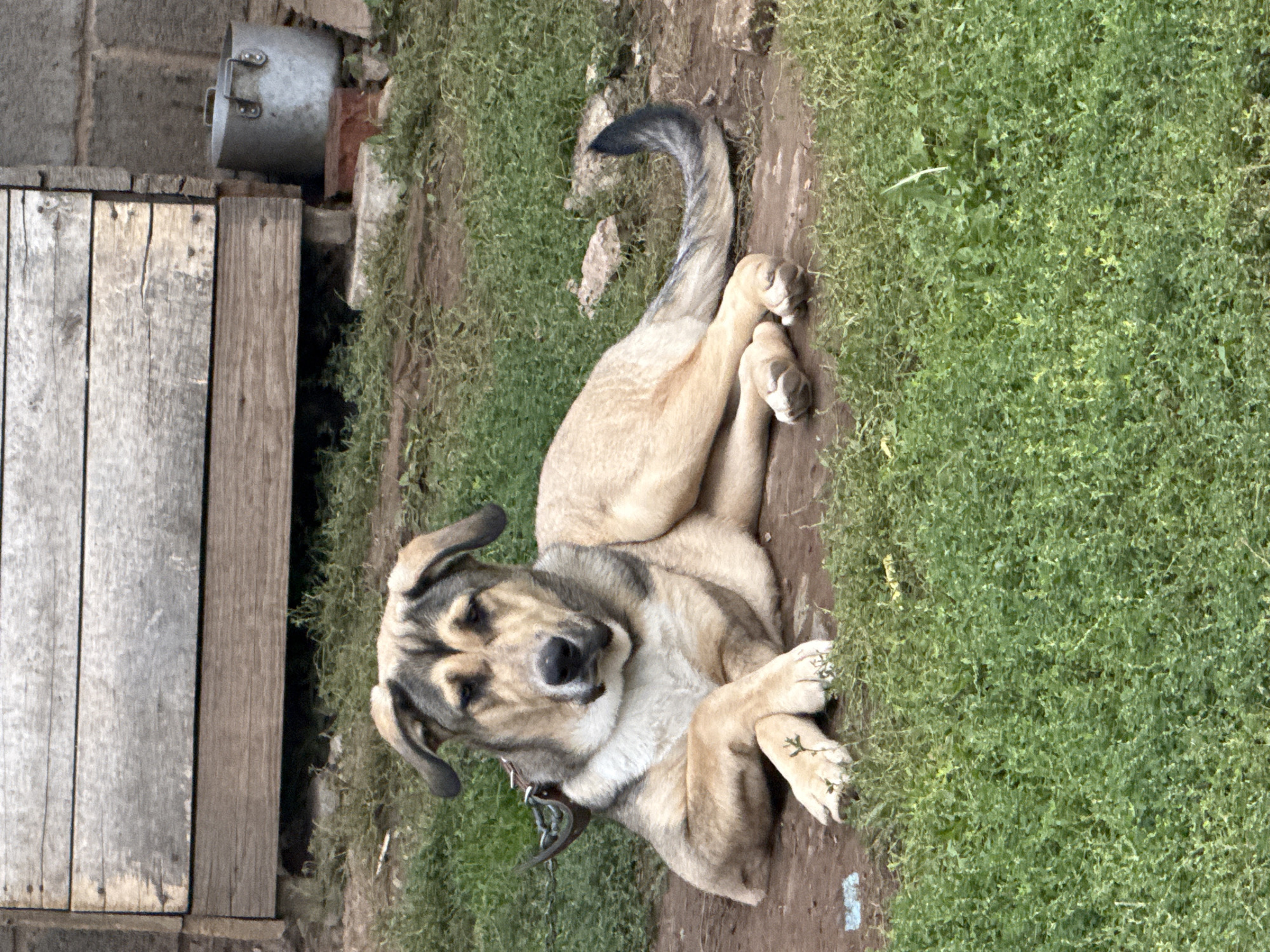 A tan and grey dog with floppy ears lies on the ground in front of a wooden structure, possibly a shed or fence, and a brick wall. The dog is lying in a relaxed position with its front legs crossed. Green grass and dirt surround the dog. In the background, a large metal pot is visible next to the wooden structure. The scene appears to be outdoors, likely in a rural or residential area, given the presence of the wooden structure and the pot. The location is identified as Bolshie Kibyachi, Russia.