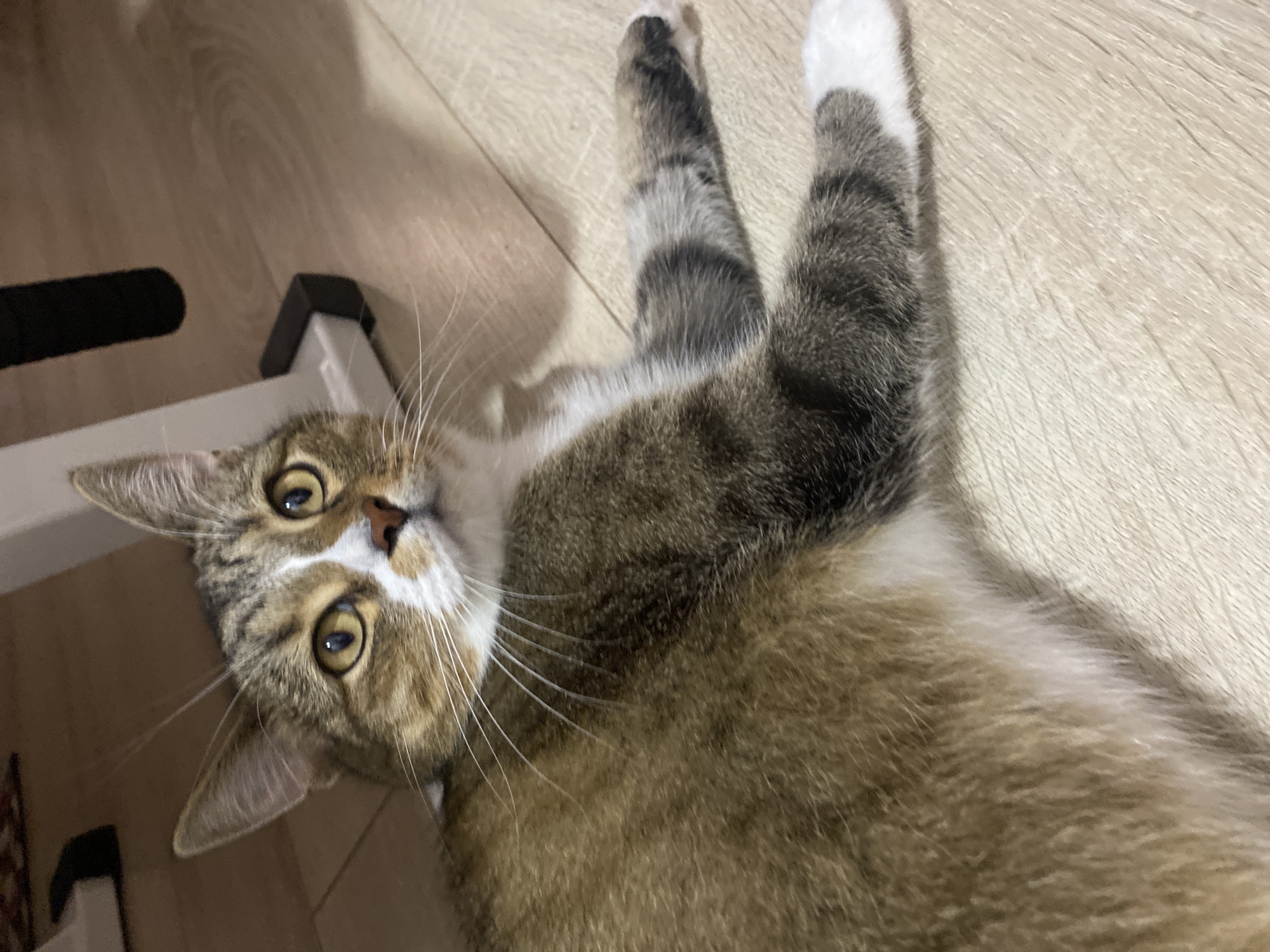 A tabby cat with yellow eyes and white markings is lying on a light-colored wooden floor. The cat is positioned on its side, with its paws extended. The background shows the leg of a white object, possibly a piece of furniture. The scene is indoors. There are no people present in the image. The cat is the sole subject. The environment appears to be a residential interior.