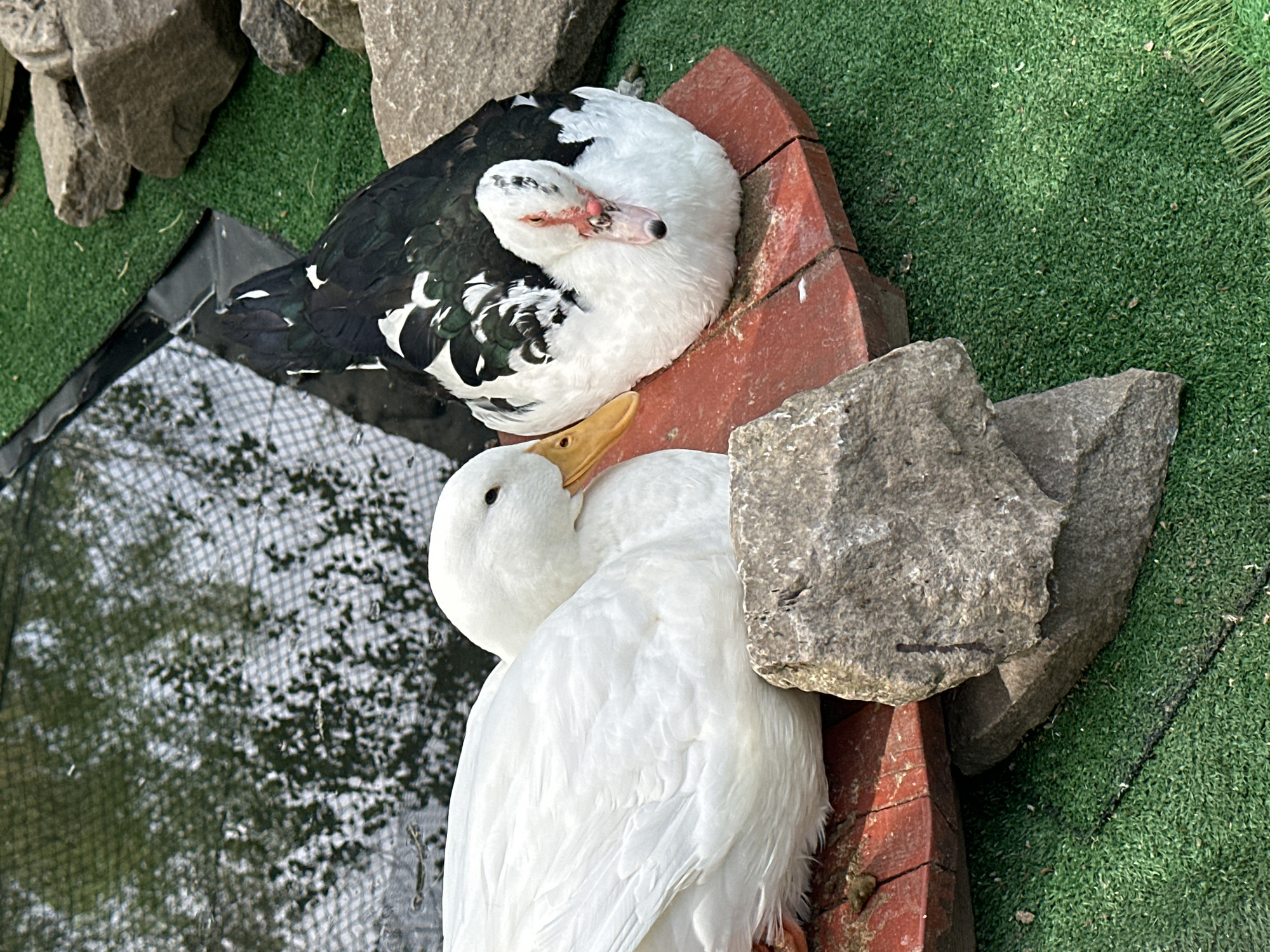 Two ducks are resting in an outdoor setting. One duck, with a predominantly white body marked with black spots, is nestled close to a second, all-white duck. They are positioned on a reddish wooden structure, flanked by grey stones. The ground surrounding them appears to be covered in artificial green turf, and there is a reflective surface, possibly water, visible to the left.