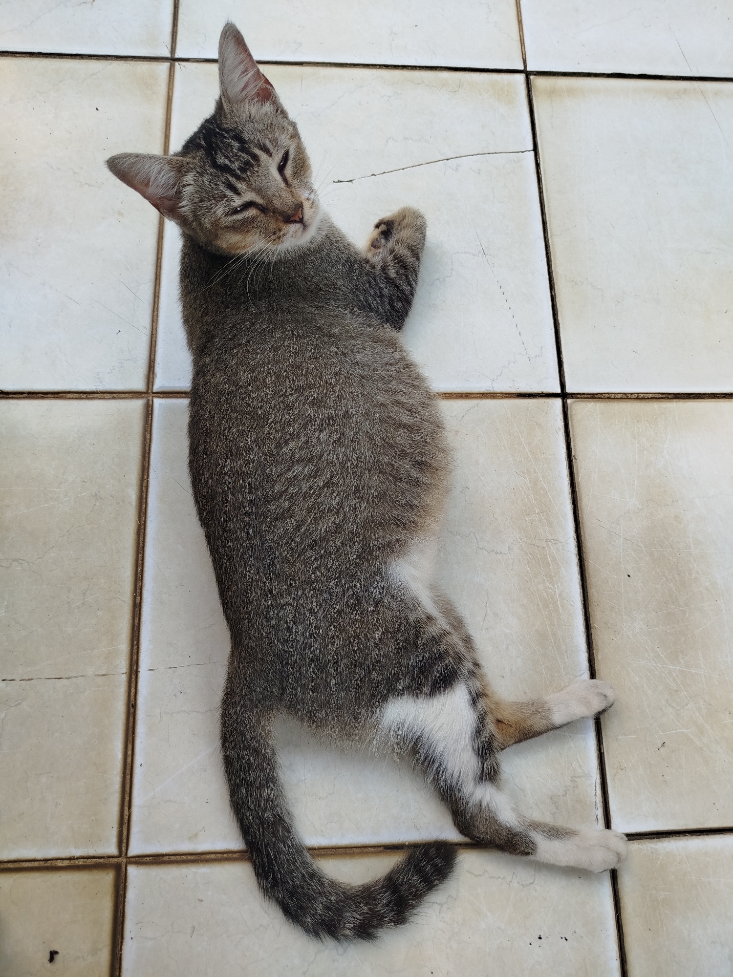 A domestic shorthair cat with tabby markings and white fur on its chest and paws is lying on a tiled floor. The cat is on its back, with its paws in the air and its eyes partially closed. The floor is made of square, off-white tiles with dark grout lines. The scene appears to be outdoors, possibly on a patio or balcony, given the lighting and the presence of a few small specks of dirt on the tiles. The image was taken from a high angle, looking down at the cat. The location is identified as Depok, Indonesia.