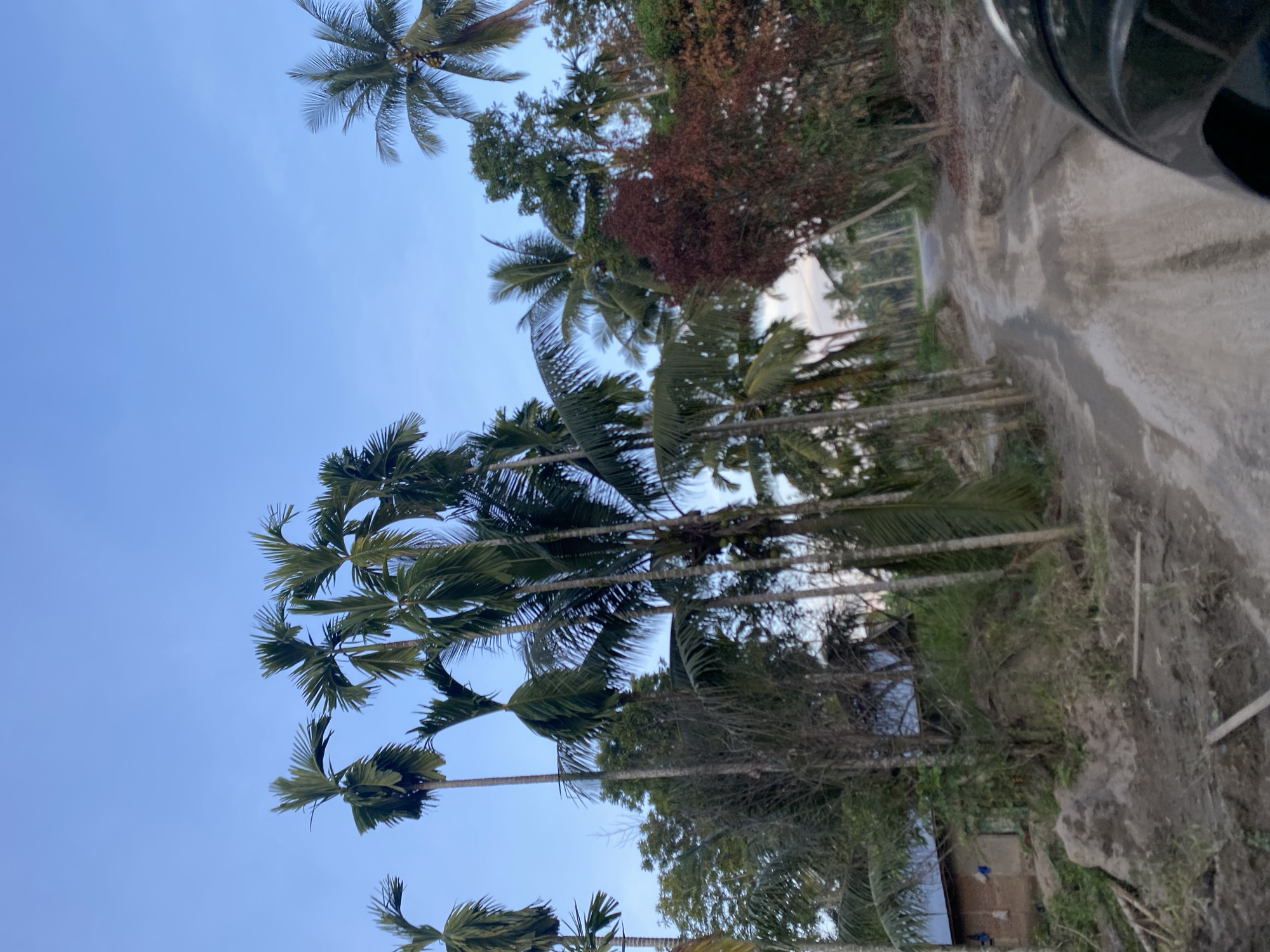 The image shows a road in Kruengbeukah, Indonesia, lined with palm trees and other vegetation. The sky is blue and clear. Part of a vehicle, potentially a motorbike's helmet, is visible in the upper right corner. The road is unpaved and appears slightly damp. There is dense foliage and possibly some structures visible amidst the trees lining the road.
