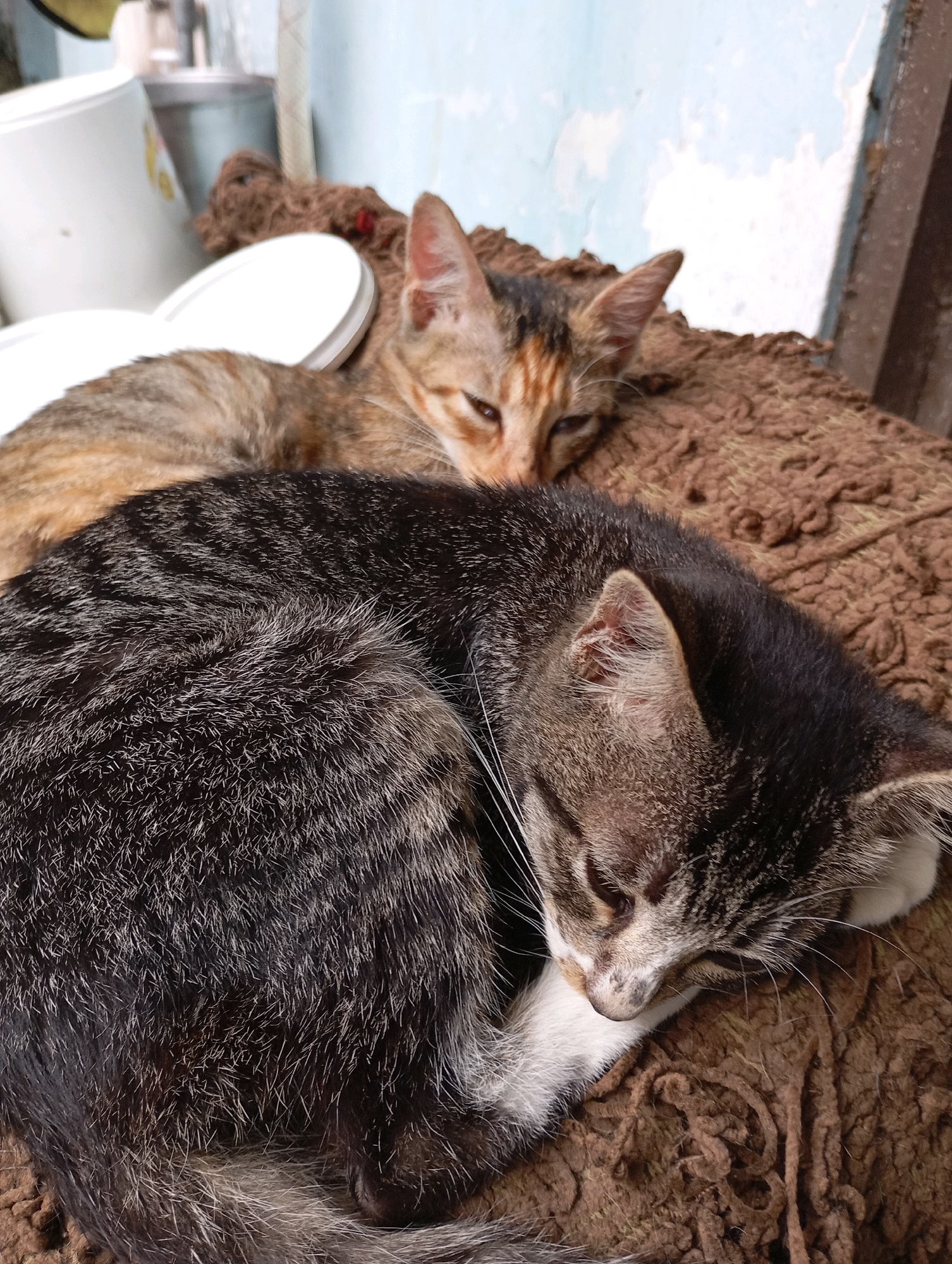 Two young cats are sleeping on a brown textured mat. The cat in the foreground has a tabby pattern with dark gray and white fur, curled up with its head resting on its paw. The cat in the background is an orange and brown tabby, lying on its side with its head turned towards the viewer. The background is blurred, showing a pale blue wall and some white and metallic objects. The scene appears to be outdoors, possibly in a yard or alleyway, in Balikpapan, Indonesia.
