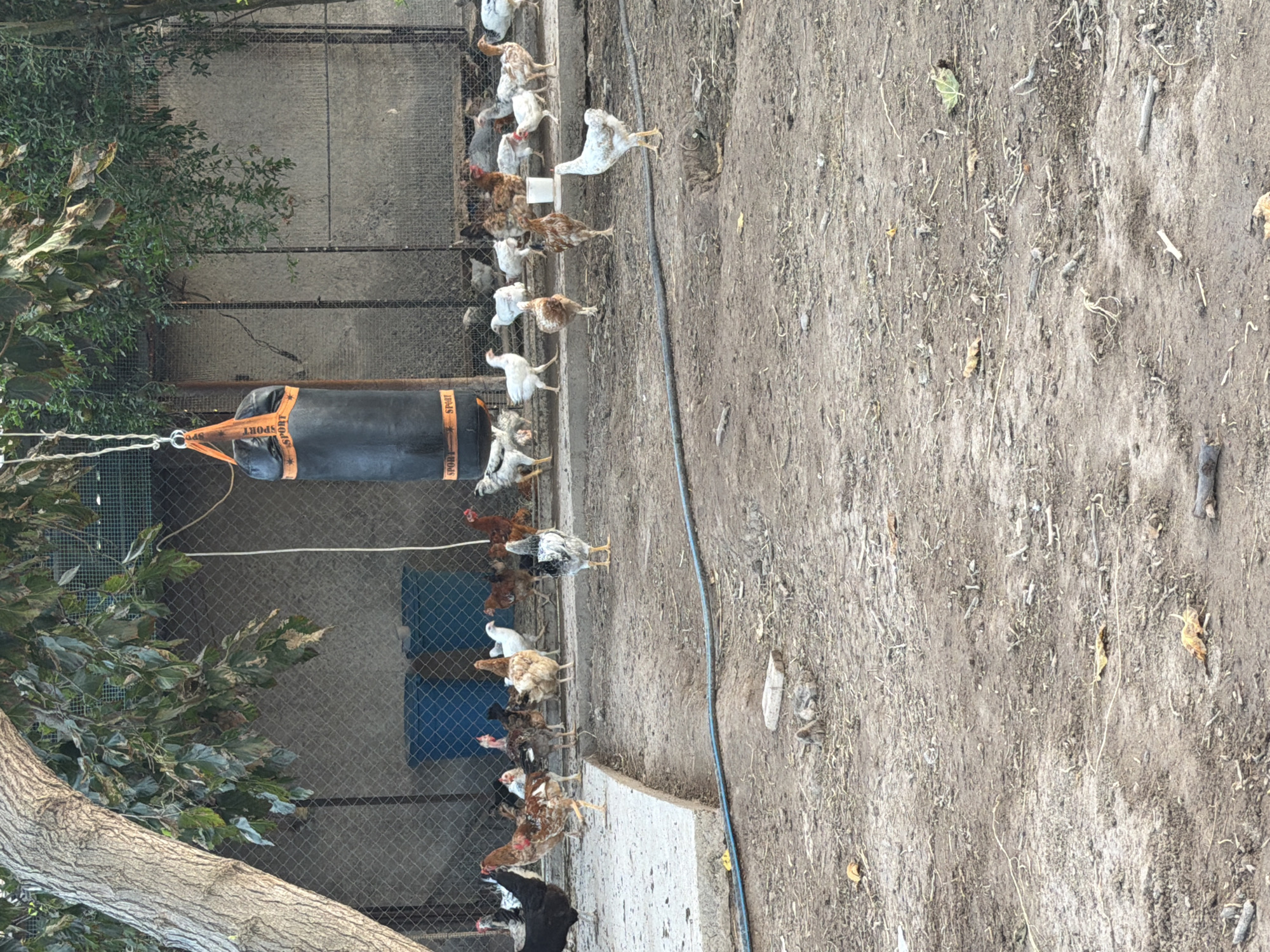 In Sabirabad, Azerbaijan, a chicken coop is pictured, featuring a variety of chickens moving around in a dry, dusty enclosure. A punching bag hangs suspended from a tree branch, its orange accents visible. The enclosure is fenced with wire mesh, and behind it, two blue water tanks are visible. A concrete path runs along the front of the enclosure. The ground is covered in dirt, with scattered twigs and leaves.
