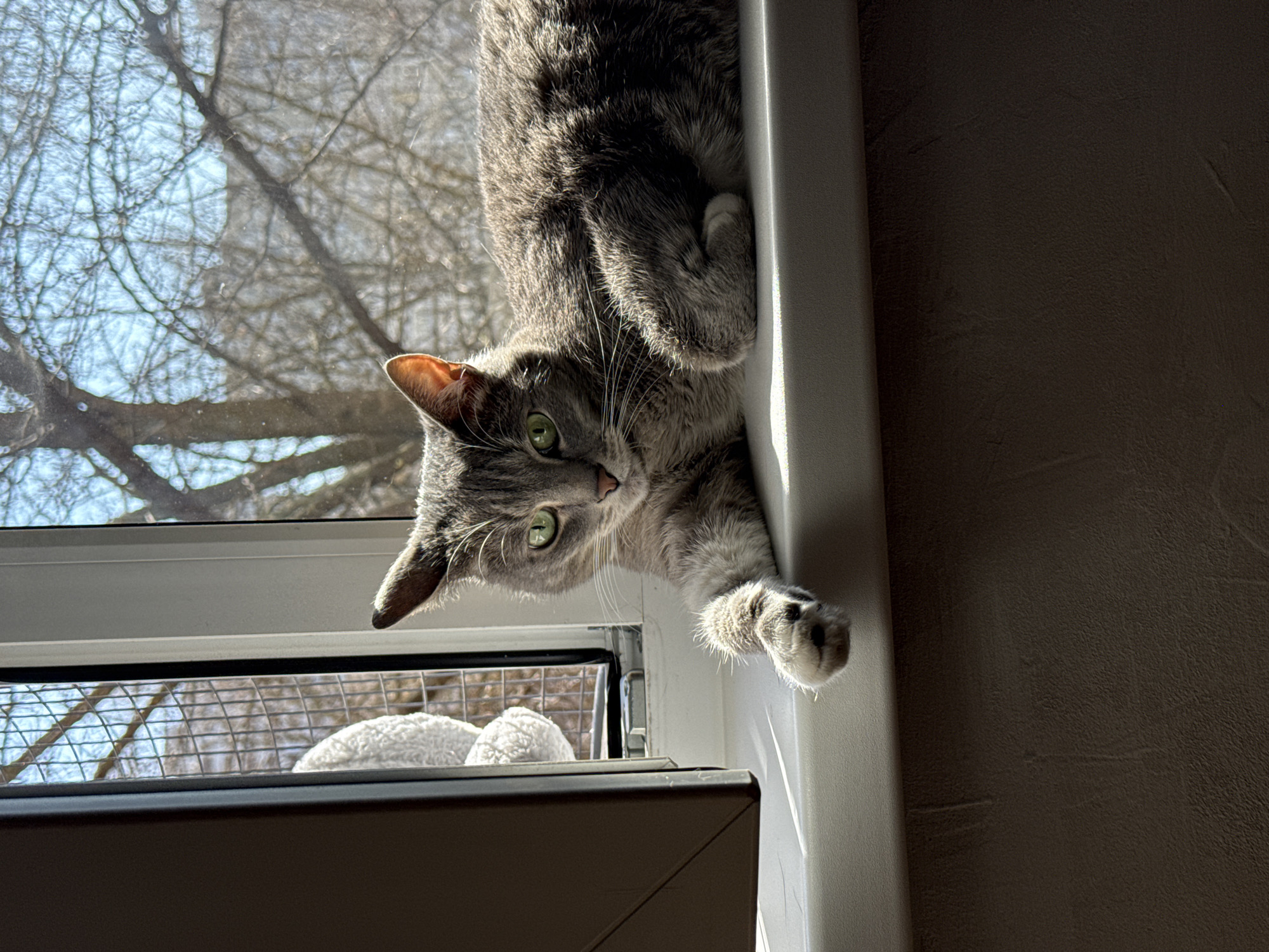 A grey tabby cat is hanging upside down from a windowsill. The cat's body is mostly within the frame, with its head and paws dangling over the edge. The cat has green eyes and a curious expression. The windowsill is white. Outside the window, bare tree branches are visible against a bright sky. Inside the window, a cage with white fluffy material inside is visible. The wall to the right is textured and shaded, suggesting indoor lighting. The location in the city of Moscow, Russia cannot be determined from the image.