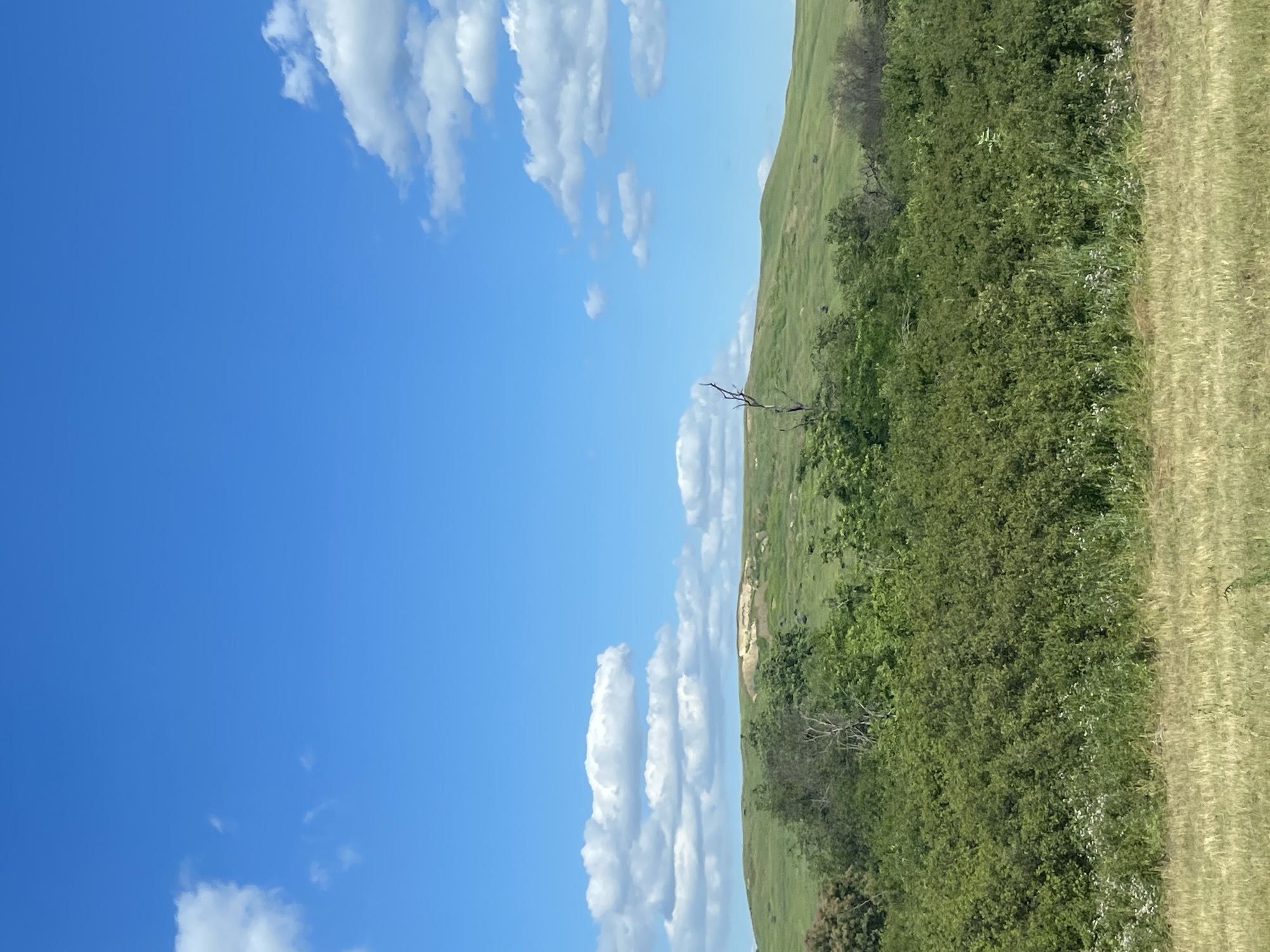 This is a landscape photograph taken outdoors, likely in Donskoe, Russia, as indicated by the location context. The image depicts a natural scene on a clear day, with a bright blue sky filled with scattered white clouds.
The foreground is dominated by a lush green hillside on the right, transitioning into a field of dried grass. A dense cluster of green trees and shrubs forms a boundary between the hillside and the grassy field. A single, bare tree branch is visible extending from the greenery, adding a point of visual interest. The hillside itself is covered in short, green grass, with some evidence of erosion or a path visible as a lighter-colored scar on its surface. The overall impression is of a rural or natural landscape under a sunny sky.
The time of day appears to be daytime, given the brightness of the sun and the clear blue sky. The weather is fair and sunny, indicated by the presence of the blue sky and white clouds. There are no people or specific man-made objects visible in the frame, suggesting a focus on the natural environment. No text is present in the image. The scene evokes a sense of peacefulness and natural beauty.