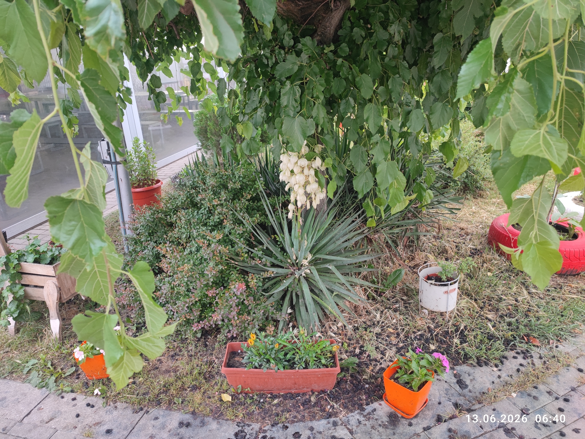 The image captures a view of a garden area in the city of Belozem, Bulgaria. In the foreground, a paved walkway is visible, with scattered dark berries on the ground. Several potted plants are placed on the ground and walkway. To the left, a wooden planter box holds green plants. Further to the right, an orange pot contains a flowering plant with pink blossoms. Another orange pot, to the far right, holds a plant with green leaves. A red-painted tire is also visible in the background on the right. Behind the potted plants and to the left, a dense green shrubbery is present. In the center of the image, a large plant with spiky, long green leaves is prominent. Above this, a tree with abundant green leaves is overhead, with a cluster of white bell-shaped flowers hanging from its branches. In the background, through a glass structure, tables and chairs can be seen, suggesting an outdoor seating area. The date stamp "13.06.2026 06:40" is present in the bottom right corner.