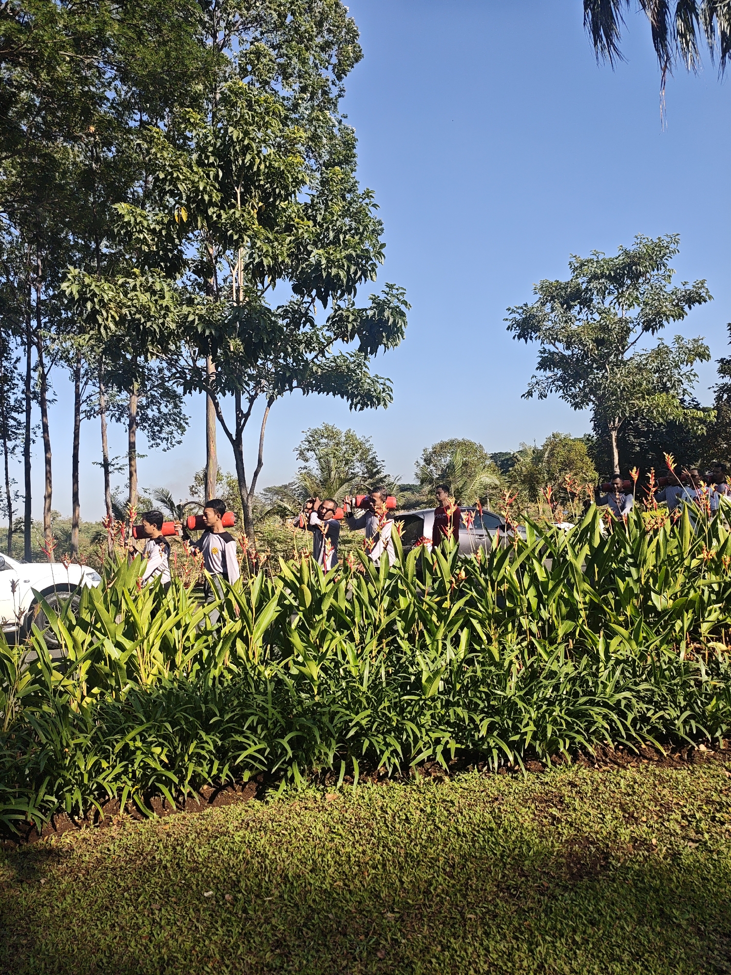 In a sunlit outdoor setting, a group of young males are walking in a procession. They are dressed in casual clothing, with some wearing shirts with logos and grey pants. Each individual is carrying a red cylindrical object horizontally on their shoulders, appearing to be sleeping bags or similar equipment. They are walking from left to right across the frame, positioned behind a vibrant green hedge of plants with red and yellow flowers.
To the left, a white car is partially visible, suggesting a road or parking area. In the background, tall trees with lush green foliage dominate the landscape, interspersed with palm trees and other tropical vegetation. The sky is a clear, bright blue. The scene appears to be in a park or an area with significant natural greenery. The lighting indicates it is daytime, likely morning or afternoon, with distinct shadows cast by the foliage. This image was captured in Bacin, Indonesia.