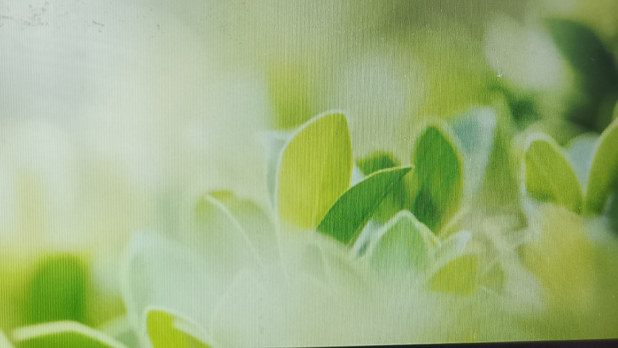The image is a close-up, softly focused shot of vibrant green leaves against a blurred, light green background. The leaves are varied in size and shape, with some appearing translucent and illuminated from behind. A subtle vertical stripe pattern is visible across the entire image, suggesting it may be a photograph taken of a screen. No people or specific locations within the city of Smolyan, Bulgaria, are identifiable.