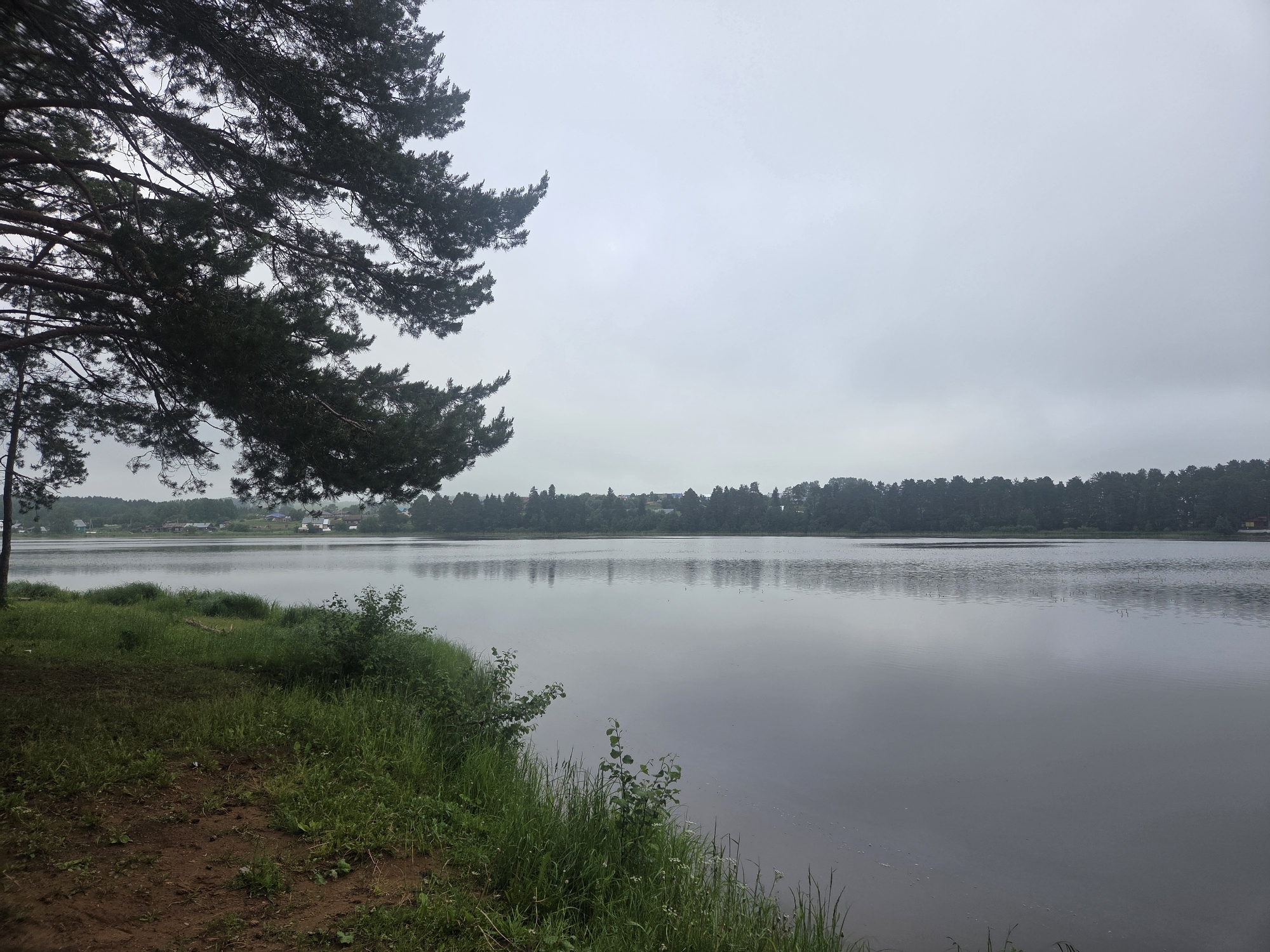 The image shows a serene lake in Putino, Russia, under a cloudy sky. On the left, a large pine tree with its branches arching over the scene dominates the foreground. The ground slopes down to the water's edge, covered in lush green grass and patches of brown soil. The lake itself is calm, reflecting the overcast sky and the dense forest that lines the opposite shore. In the distance, a small village with houses is visible nestled amongst the trees. The overall atmosphere is tranquil and natural, typical of the Russian countryside.