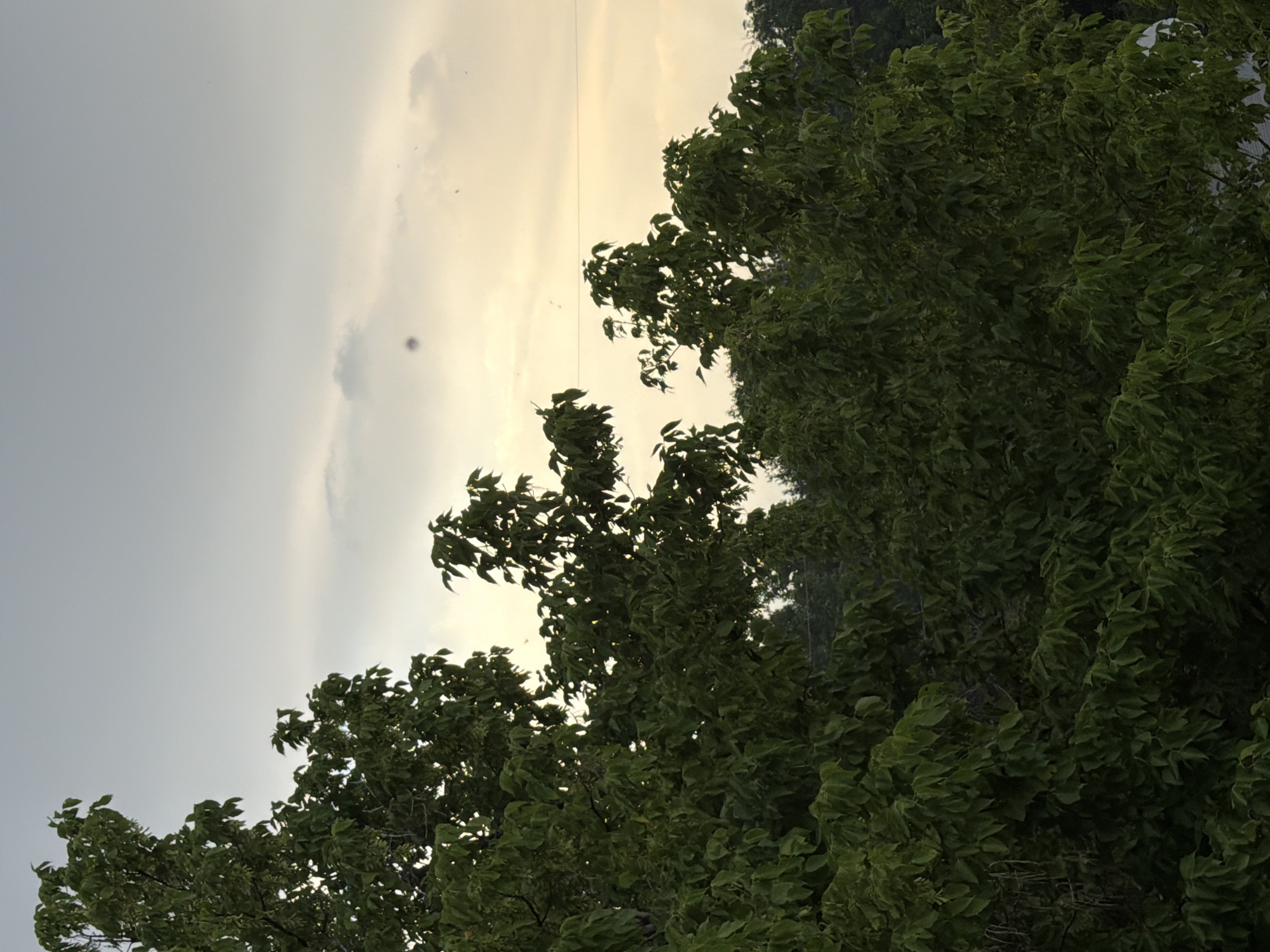 The image displays a natural scene dominated by lush green foliage of trees against a cloudy, overcast sky. The orientation of the image is vertical, with the sky occupying the left half and the trees the right. The sky is a pale grey, with areas of brighter yellow light peeking through the clouds, suggesting either sunrise or sunset. There are a few small, dark specks visible in the sky, which could be birds. The trees are dense with many leaves, some of which appear to be swaying, possibly due to wind. The overall mood is serene and natural. While the location is specified as Chirchik, Uzbekistan, there are no specific visual cues in the image to confirm this location. The image does not contain any people or visible text.