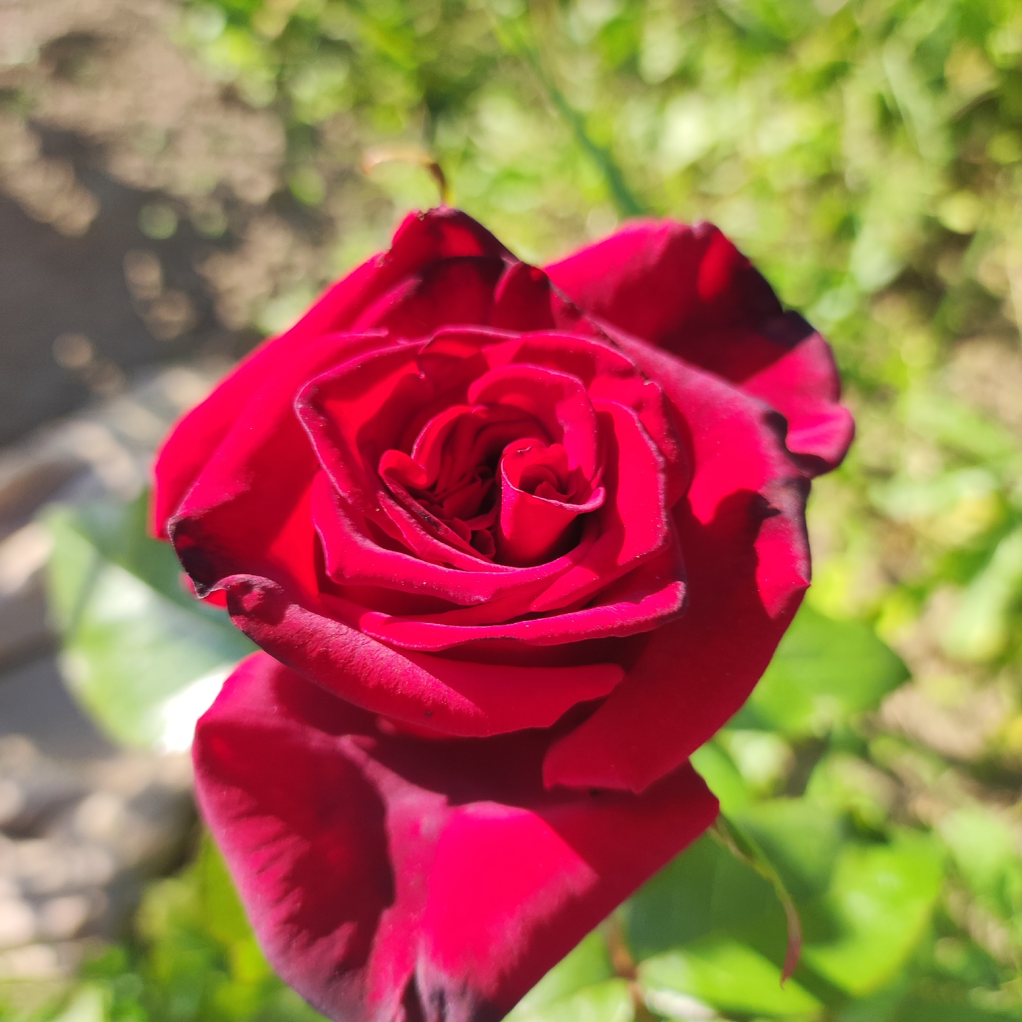 The image showcases a close-up view of a deep red rose in full bloom, set against a softly blurred background of lush green foliage and dappled sunlight. The rose's velvety petals are tightly furled towards the center, revealing a spiral pattern that draws the viewer's eye. The edges of some petals have a darker, almost black hue, adding depth and contrast to the vibrant red. The lighting suggests it is daytime, with the sun casting shadows that highlight the rose's texture and form. The setting appears to be an outdoor garden, likely in a rural or natural environment, given the presence of grass and other plants. There is no visible text in the image. The overall mood is one of natural beauty and tranquility. The location context is Navoloki, Russia, which implies a temperate climate suitable for rose cultivation.
