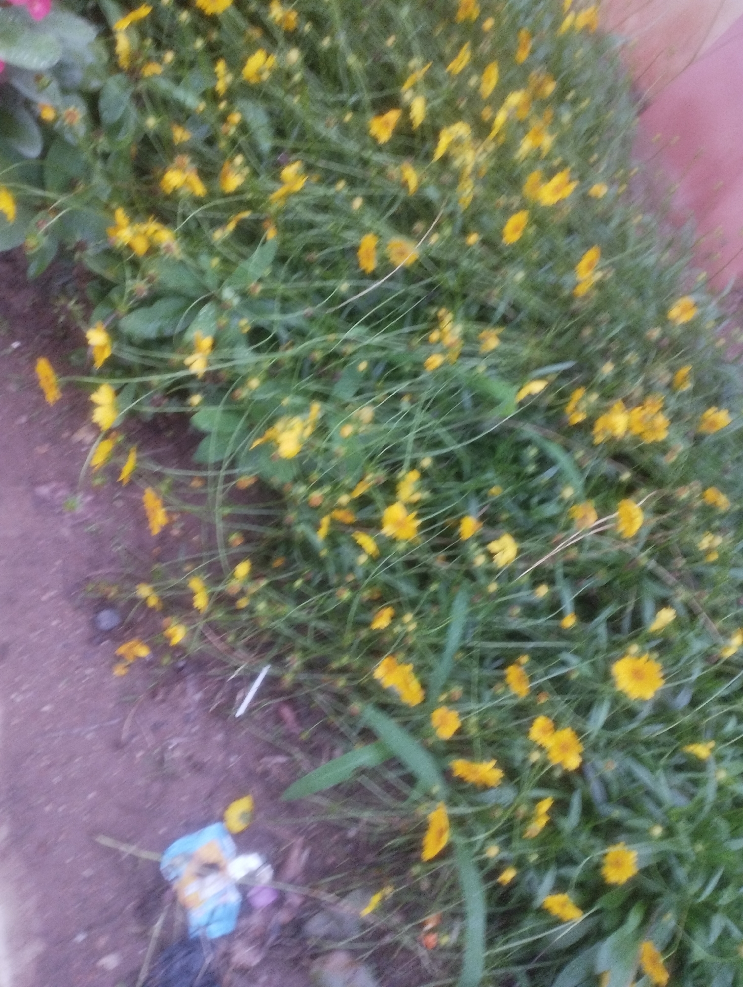 The image shows a close-up, somewhat blurry view of a patch of green grass with numerous small yellow flowers. The ground to the left appears to be dirt or gravel. There is some litter visible on the ground in the lower left portion of the image, including a crumpled blue and yellow object, possibly a plastic bag, and some other unidentifiable items. The overall scene suggests an outdoor urban environment, possibly a roadside or neglected green space. The context provided about Jos, Nigeria, indicates this scene is located within that city.