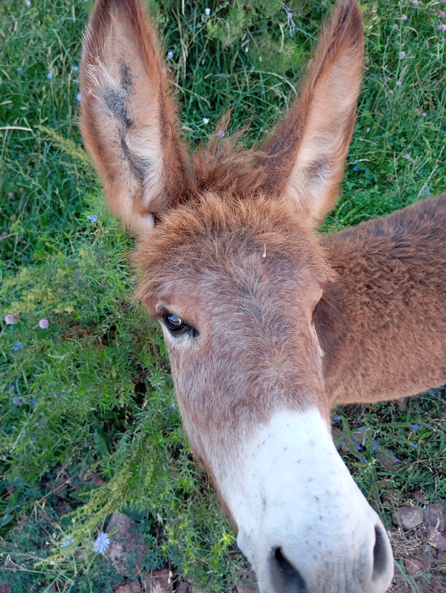 A close-up, high-angle, eye-level shot shows the head of a brown and white donkey in a grassy field. The donkey's large ears, a mix of brown and lighter brown fur, are prominent and angled upwards. Its eye is dark and appears to be looking slightly downwards and to the left. The donkey has a white muzzle with black speckles, and its nose is visible. The fur on its head is a mix of brown and lighter brown, with some strands of white. The background is filled with green grass, interspersed with small blue and purple flowers, and a few rocks. The overall scene suggests a natural outdoor environment, possibly a rural area or pasture. There is no indication of the city of Cholpon-Ata, Kyrgyzstan in the image.