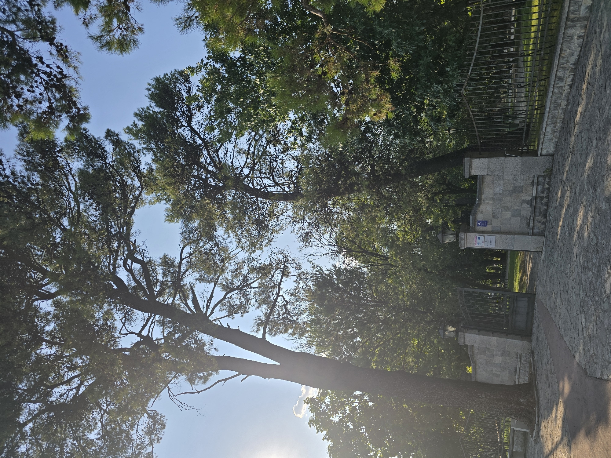 The image depicts an entrance to a park in Podgorica, Montenegro. A tall, dark-barked tree stands to the left of a stone wall with an open wrought-iron gate. Two ornate lampposts are mounted on pillars flanking the gate. A metal fence runs along the side of the pathway, which is paved with cobblestones and concrete. Beyond the gate, a grassy area with more trees is visible. The sky is clear and blue, with the sun casting a warm glow and lens flare from the left side of the frame, illuminating the leaves of the trees. The overall impression is one of a serene and well-maintained park entrance.