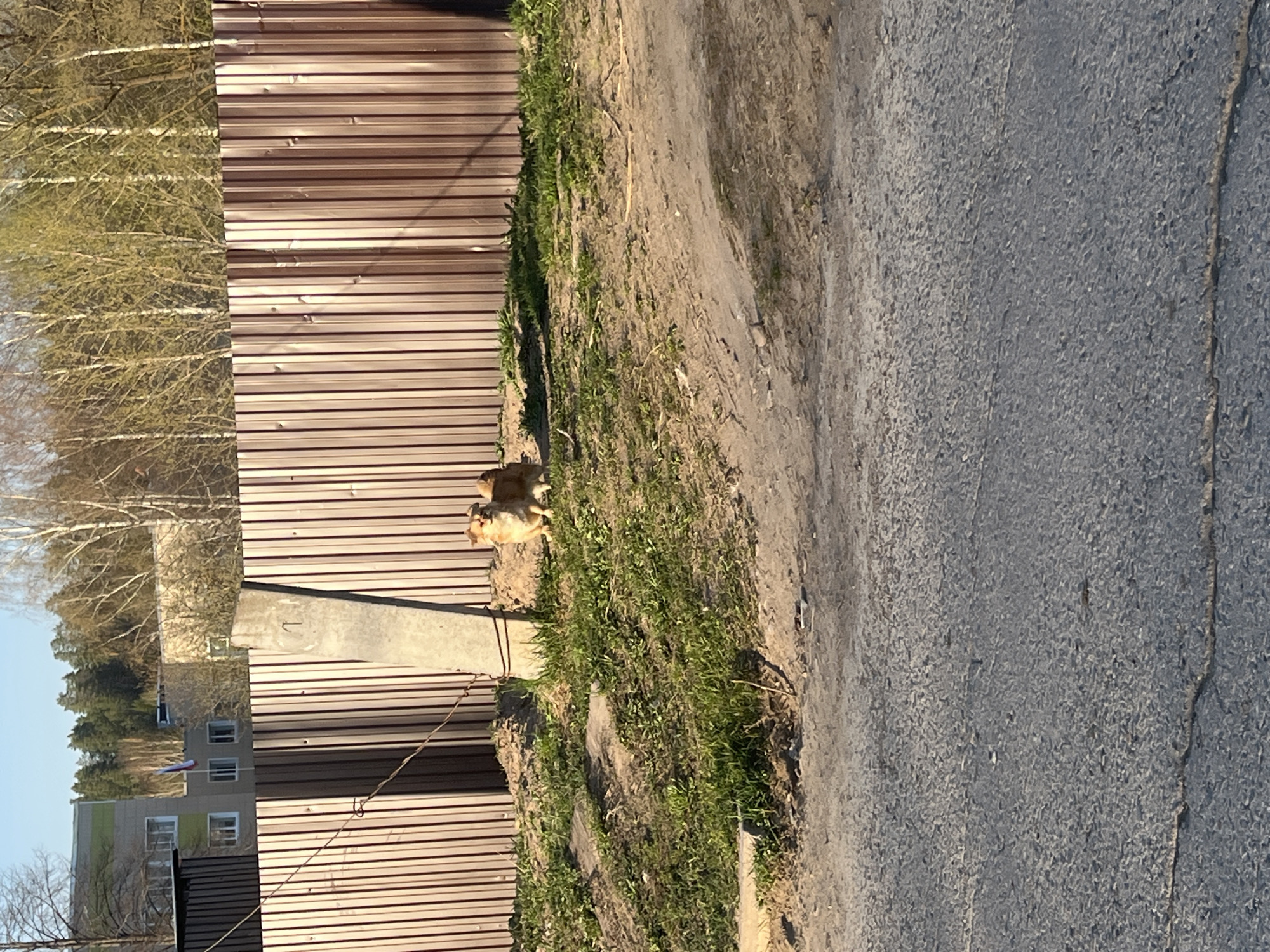 The image shows a street scene in Сосново, Russia. A brown, corrugated metal fence runs along the left side, with a concrete post visible. Two light brown dogs are positioned near the base of the fence, on a patch of dirt and grass. A gray asphalt road occupies the right side of the image. In the background, behind the fence, are trees with bare branches and a multi-story building with windows. The sky is visible in the upper left. A wire runs along the fence.