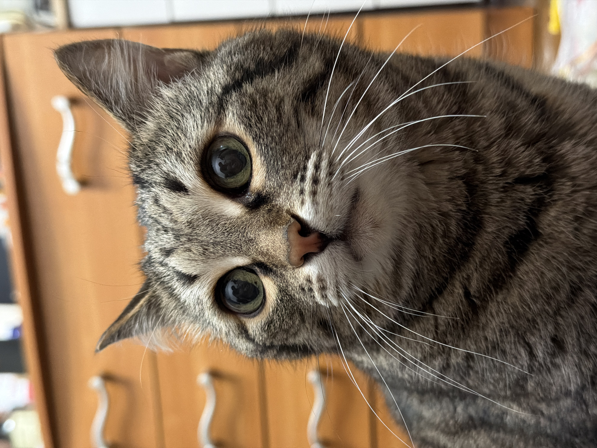 This close-up, eye-level shot features a domestic tabby cat with a direct and curious gaze. The cat occupies the majority of the frame, positioned with its head tilted, looking straight into the camera. Its fur displays a classic tabby pattern with shades of grey, brown, and black stripes, and lighter fur around its muzzle and chin.
Notable details include the cat's large, round eyes, which appear a vibrant green-gold color with dilated black pupils, reflecting a hint of light. Long, prominent white whiskers extend from its muzzle, and some shorter, dark whiskers are also visible. Its nose is a soft pinkish-brown. The cat's ears are perked, showing fine internal hairs.
The background, visible around the cat's head, is softly blurred but suggests an indoor setting. It appears to be a warm-toned wooden surface, possibly a cabinet or wall panel, with several light-colored, curved objects that resemble hooks or handles. There is no visible text in the image. The lighting appears natural and soft, suggesting daytime. The overall impression is one of an alert and engaging feline subject in a home environment in Izhevsk, Russia.