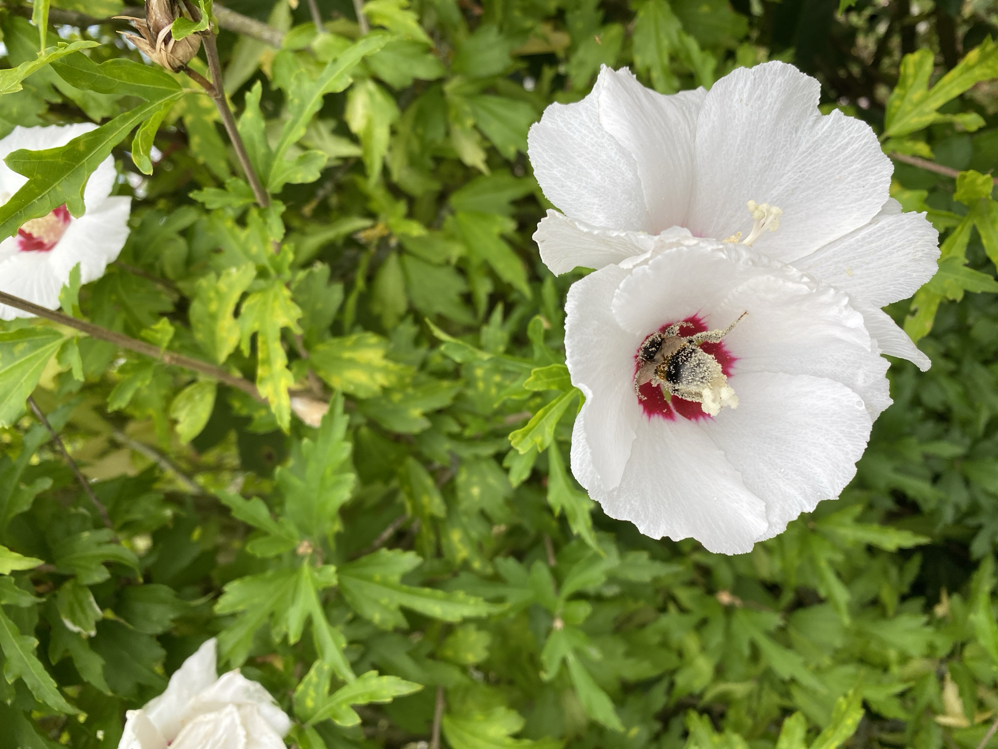 A bee, covered in pollen, is collecting nectar from a white hibiscus flower. The flower is in the foreground, with its petals unfurled and its stamen visible. The bee is positioned in the center of the flower, its body partially obscured by the pollen. The background is a blur of green foliage, suggesting an outdoor setting. The image was taken in Flammersfeld, Germany.