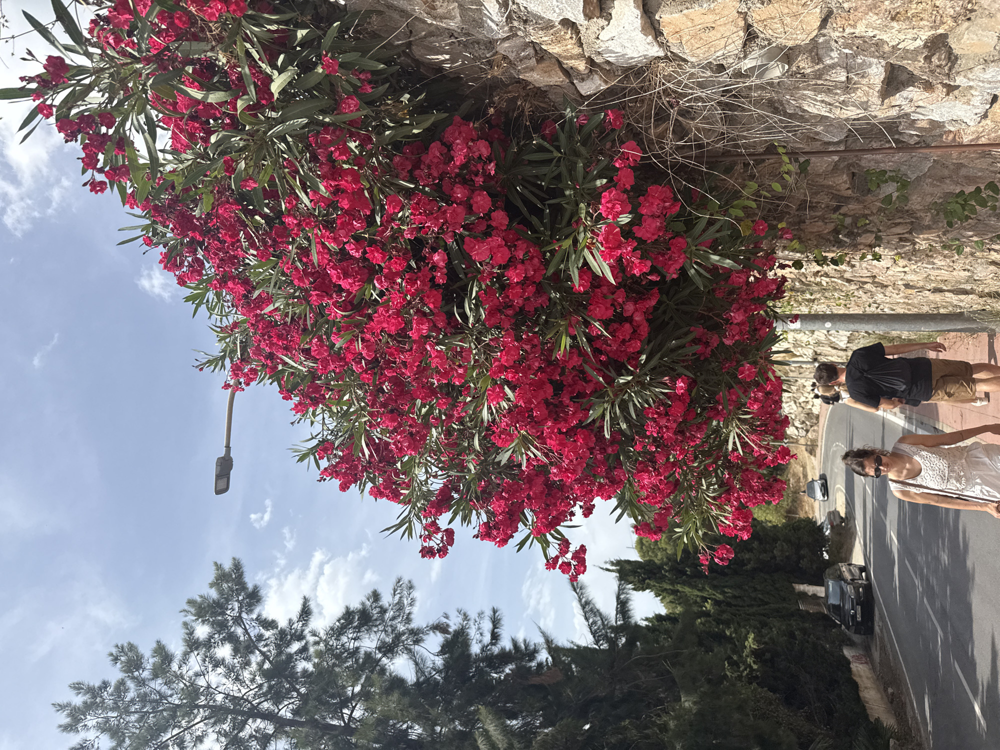 This is a low-angle, vertical shot featuring a vibrant bush of pink oleander flowers in the foreground, which dominates the upper left portion of the frame. The flowers are dense and showy, set against a backdrop of green foliage. Behind the flowers, a textured stone wall runs along the top of the image, with dry, wispy branches and some green vines growing from it.
In the lower right, a paved road curves away into the distance, lined with trees. Sunlight casts shadows on the road, suggesting it is daytime, likely mid-morning or afternoon. A few cars are parked or driving on the road, including a black SUV and a smaller silver car.
Two people are visible on the right side of the road. The woman closest to the viewer is wearing a white, sleeveless lace dress and sunglasses, and appears to be walking or standing on the side of the road. Behind her, a man in a black t-shirt and shorts is also present.
The sky above is blue with scattered white clouds, indicating fair weather. In the upper left, a street lamp is visible, hanging from a pole. The scene appears to be a sunny day in a Mediterranean location, possibly Benalmádena, Spain, given the vegetation, architecture, and overall ambiance. The focus is on the natural beauty of the flowering bush contrasted with the man-made environment of the road and wall.