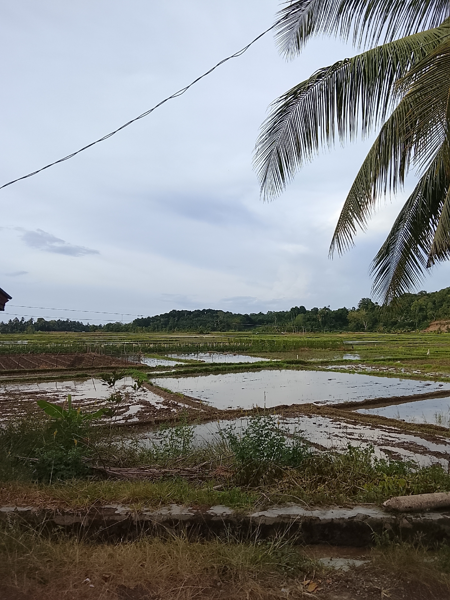 The image depicts a flooded rice paddy field under a cloudy sky, with palm fronds in the foreground and a lush green hillside in the background. The scene appears to be located in Seunong, Indonesia. The rice paddies are divided into rectangular sections, with some areas filled with water reflecting the overcast sky, while others show exposed, muddy soil. Rows of young plants or seedlings are visible in some sections of the field, marked by wooden stakes and poles, suggesting ongoing agricultural activity. The foreground features dry grass and some debris, including a piece of wood. A dark wire stretches diagonally across the upper portion of the image, and a small section of a building with a dark roof is visible on the far left. The overall impression is one of a rural, agricultural landscape during a potentially wet season.