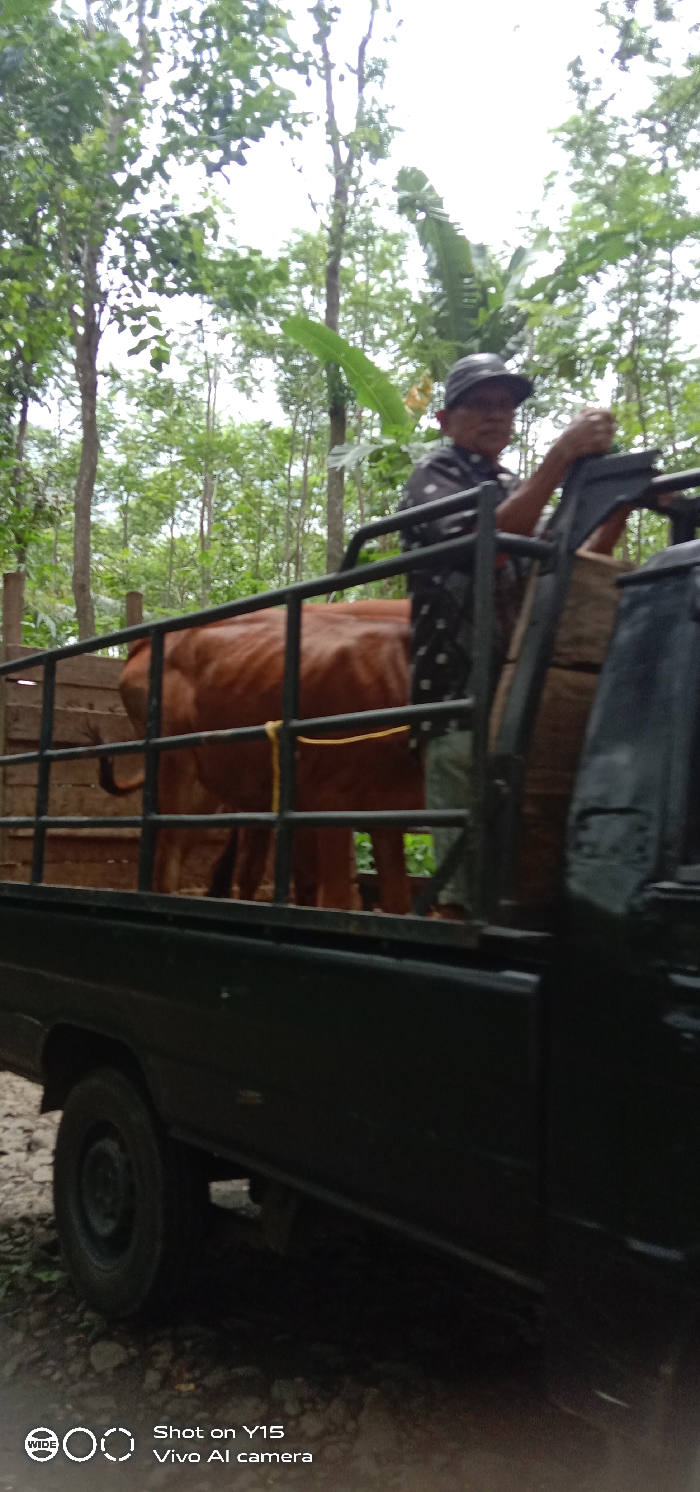 A brown cow stands in the bed of a green pickup truck, secured with a yellow rope. The truck has a metal rack around the bed. An older man wearing a hat and patterned shirt stands in the truck bed, seemingly watching over the cow. Lush green trees form the backdrop. The photo is taken from a low angle, showcasing the vehicle and its contents in a rural or semi-rural environment. The image includes a "Shot on Y15" watermark.
