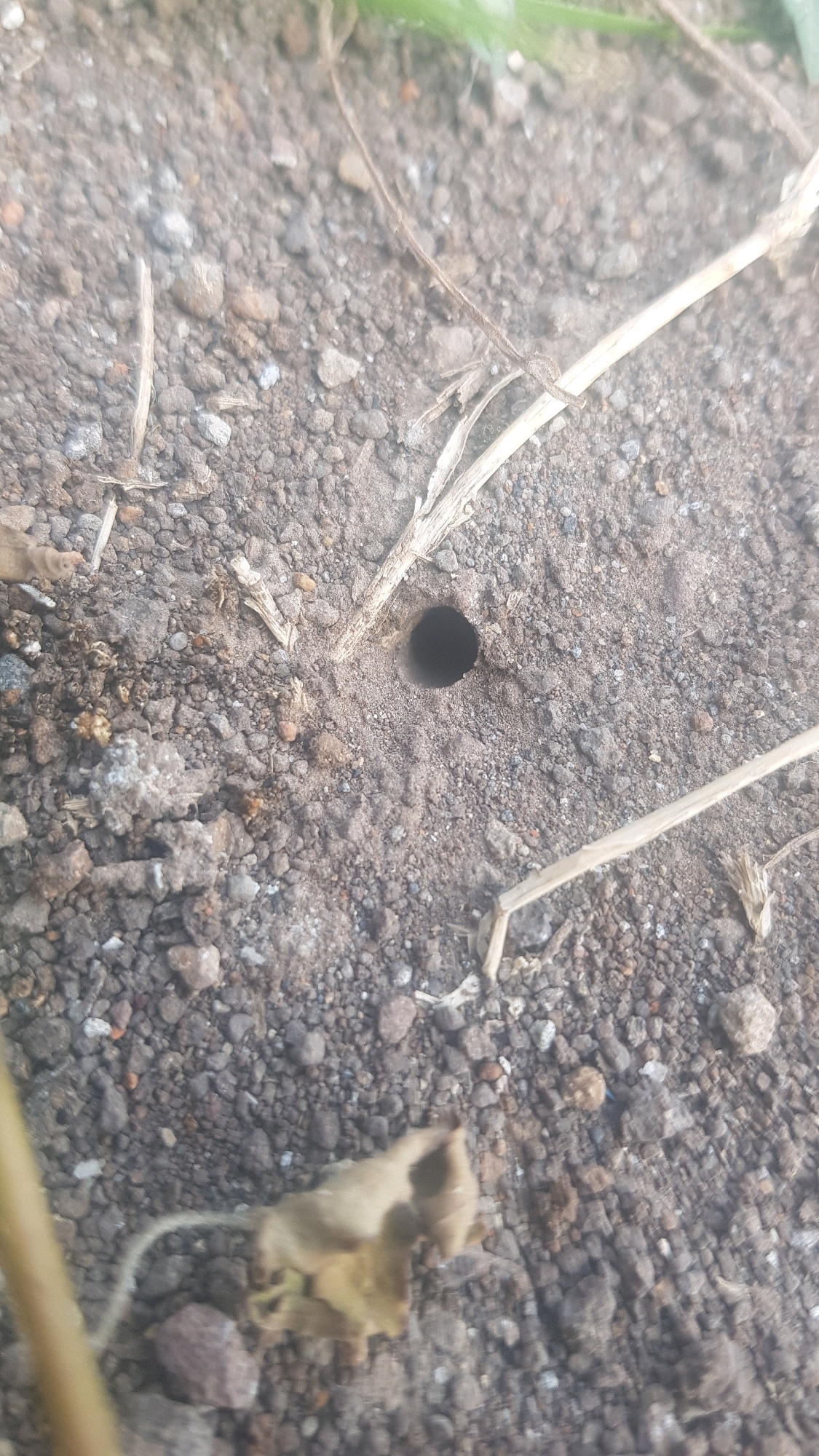 An extreme close-up, eye-level shot shows a small, dark, circular hole in the dry, compacted soil. The hole is approximately one centimeter in diameter and appears to be an animal burrow. The soil is mixed with small pebbles and fragments of dried plant matter, including thin, straw-like stems. In the upper right and lower right quadrants, the edges of two dried grass stems are visible, running diagonally across the frame. In the lower left quadrant, a dried, curled-up leaf with a thin, pale stem attached rests on the soil. The overall environment suggests an outdoor, uncultivated area in Sukodermo, Indonesia. The focus is sharpest on the hole and its immediate surroundings, with the rest of the image slightly blurred, indicating a shallow depth of field.