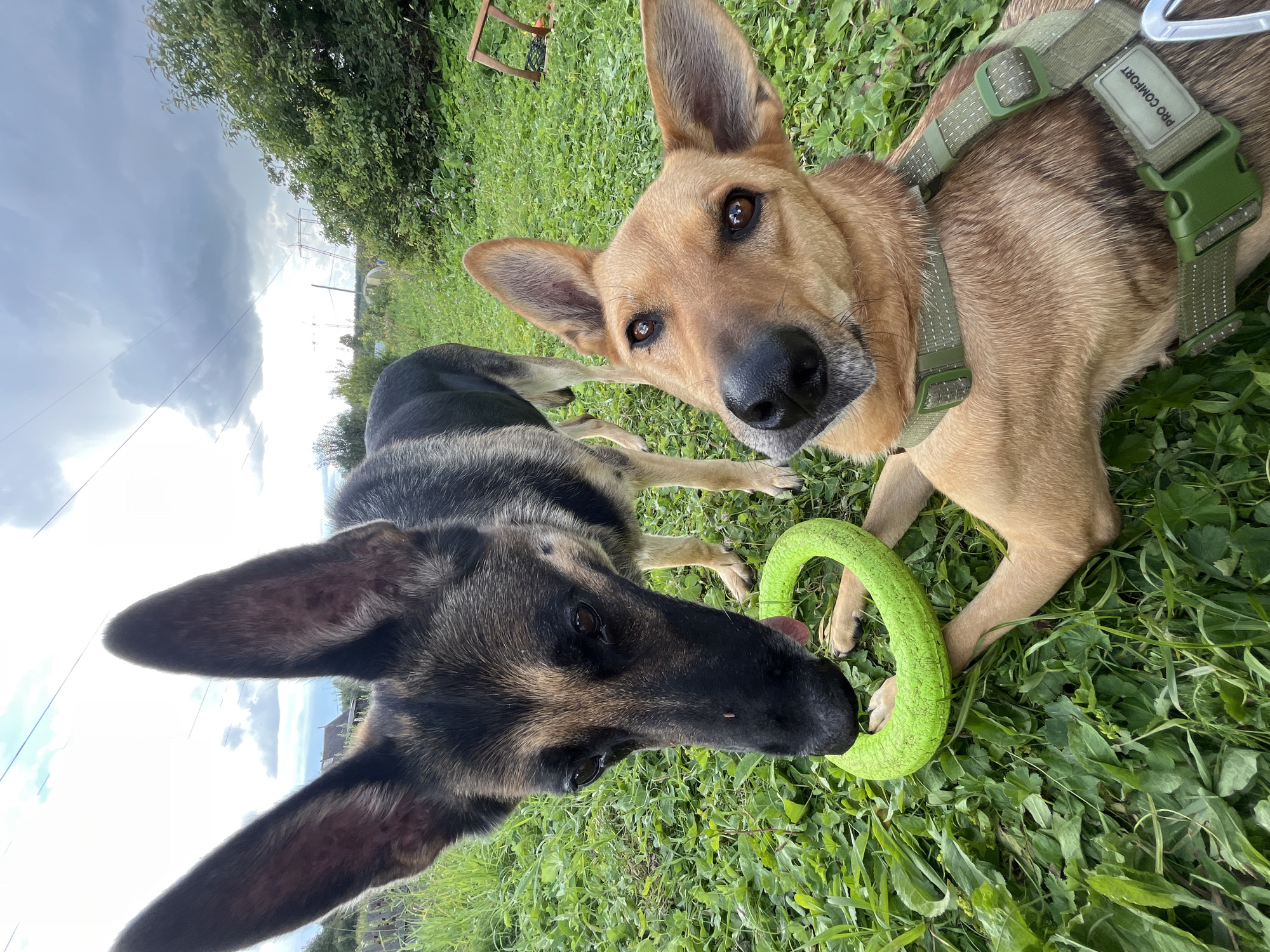 Two dogs are in a grassy outdoor area. The dog in the foreground is a light brown mixed breed wearing a green harness. It is lying on its side, looking up at the camera with its head tilted. The dog in the background is a German Shepherd, standing and leaning down to lick a bright green ring toy. The toy is positioned between the two dogs, with the German Shepherd's mouth touching it. The background shows green foliage, tall grass, and a cloudy sky with power lines visible. There are hints of man-made structures in the distance. The scene appears to be a park or backyard in Nizhny Tagil, Russia.