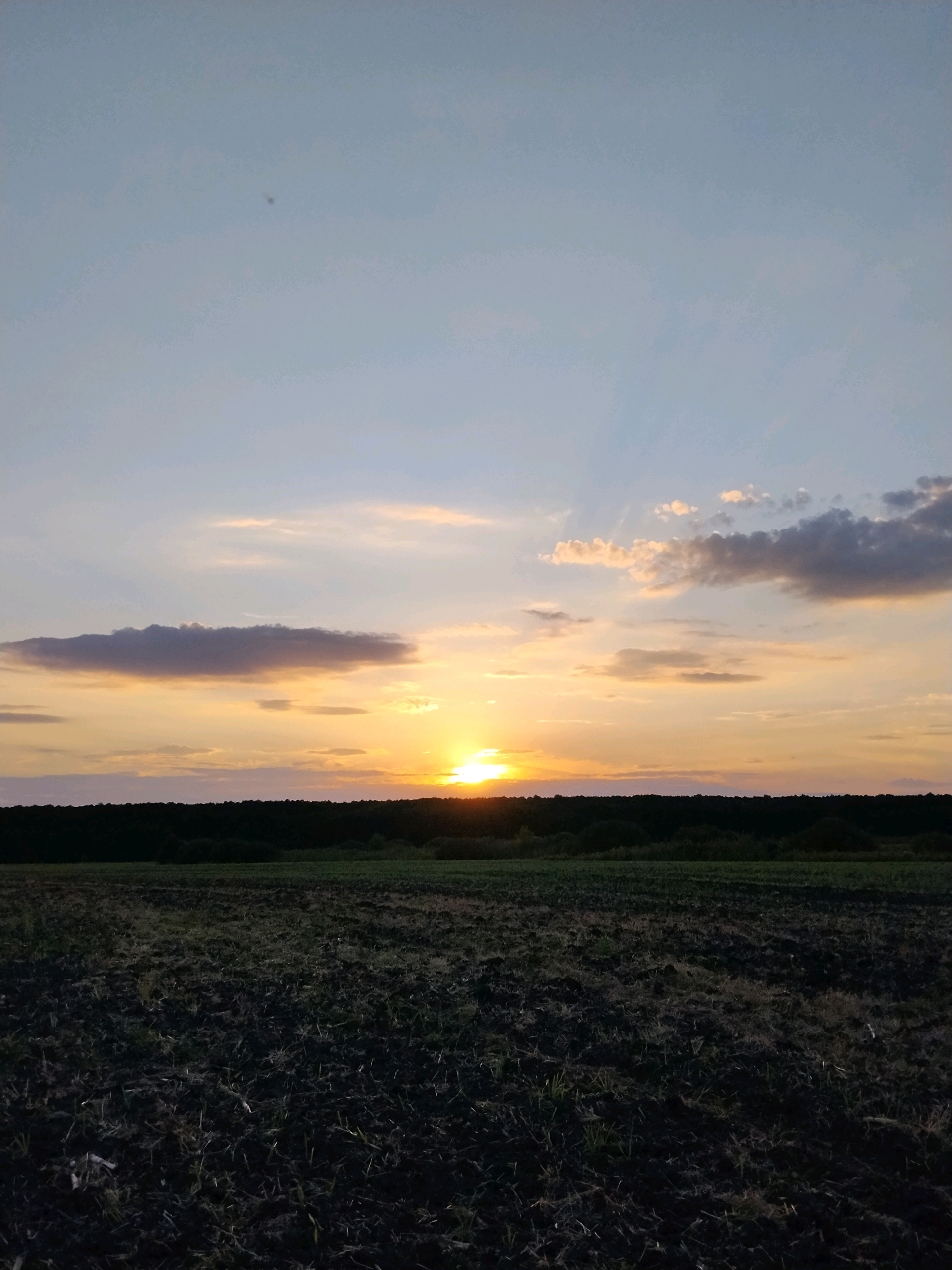 The image depicts a rural landscape at sunset, possibly in Pidluky, Ukraine. The foreground is a dark, freshly plowed field with visible soil textures and some sparse vegetation. A line of dark green trees forms a dense horizon across the middle ground. Above the trees, the sky is illuminated by the setting sun, which is a bright orange-yellow disc peeking through the horizon. Wispy clouds, tinged with orange and pink, are scattered across the sky, transitioning to a pale blue at the top. There are no people or animals visible in the image, and the scene is tranquil and natural.