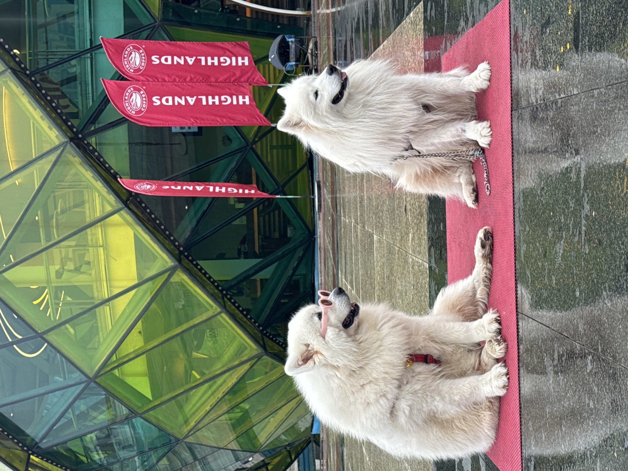 Two white Samoyed dogs are positioned on a red mat in front of a distinctive architectural structure. The building features a facade of triangular glass panels in shades of green and yellow, reminiscent of a geodesic dome. Red "HIGHLANDS COFFEE" banners are displayed in front of the building. One dog is wearing pink sunglasses. The location is Da Lat, Vietnam.