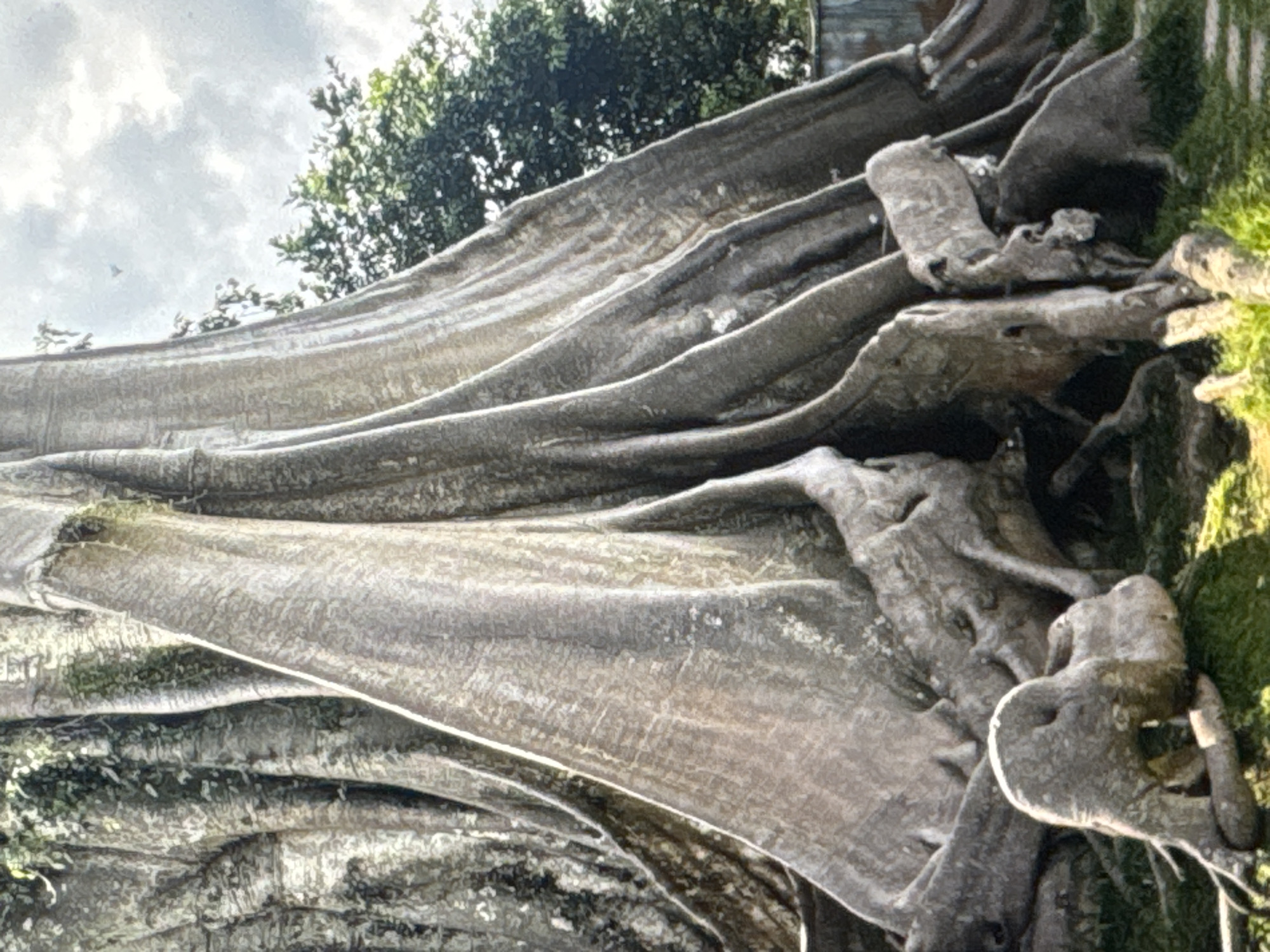 The image shows the massive, gnarled roots of a large tree. The roots are thick, woody, and have a rough, textured surface. They spread out over the ground, intertwining with each other. The tree trunk is partially visible, also appearing very large and aged. The surrounding environment is grassy, with some foliage from other trees in the background. The sky is cloudy. Based on the context of Kuta Selatan, Indonesia, this tree is likely a significant and old specimen, possibly a landmark or part of a natural attraction in the area.