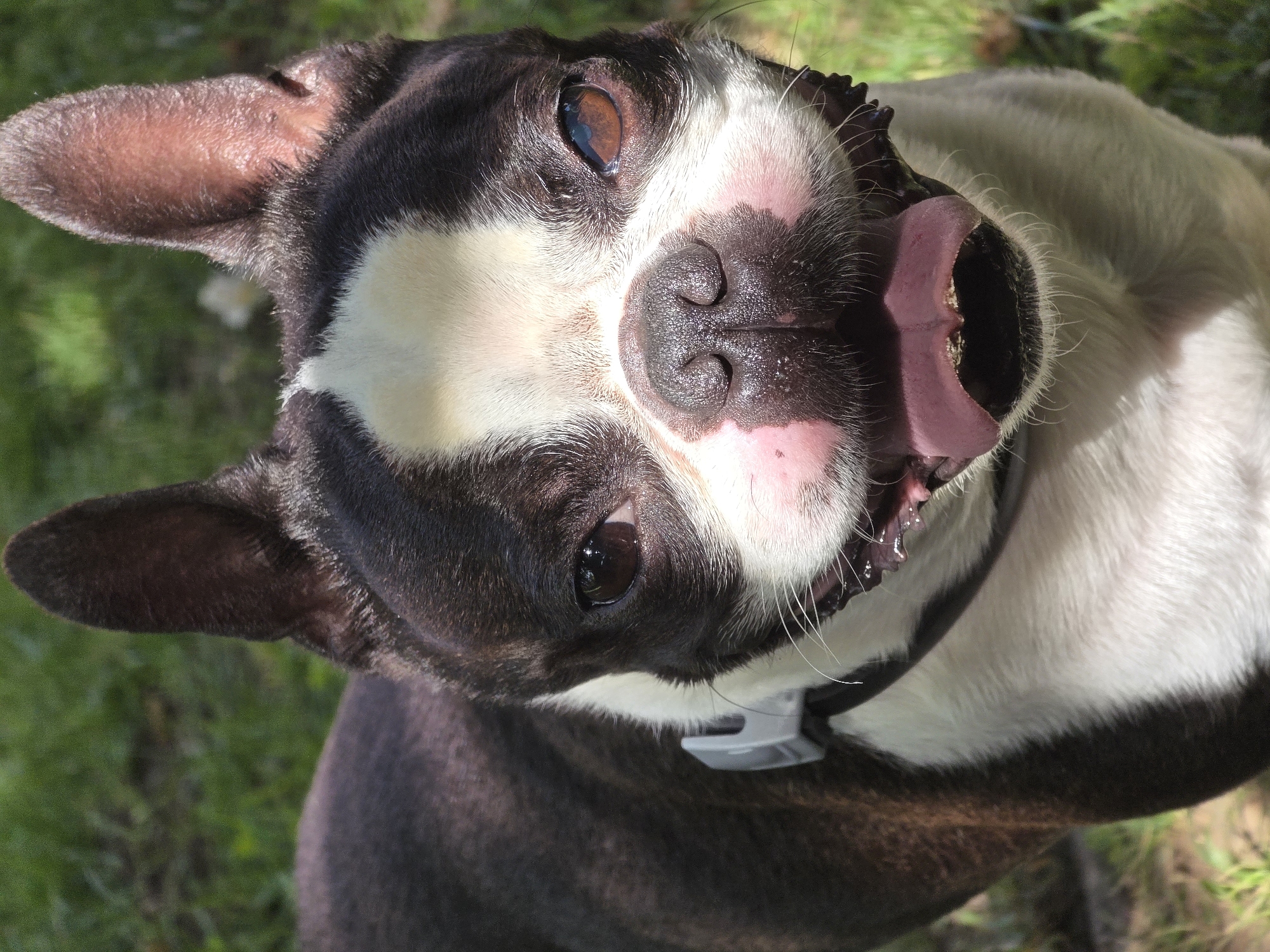 A Boston Terrier dog is positioned in the foreground, facing the camera. The dog has a dark brown and white coat and is wearing a grey collar. Its mouth is open, revealing its pink tongue and teeth. The dog's eyes are dark brown. The background consists of green grass, suggesting an outdoor setting. No specific location in Voluntari, Romania, is identifiable from the image itself.