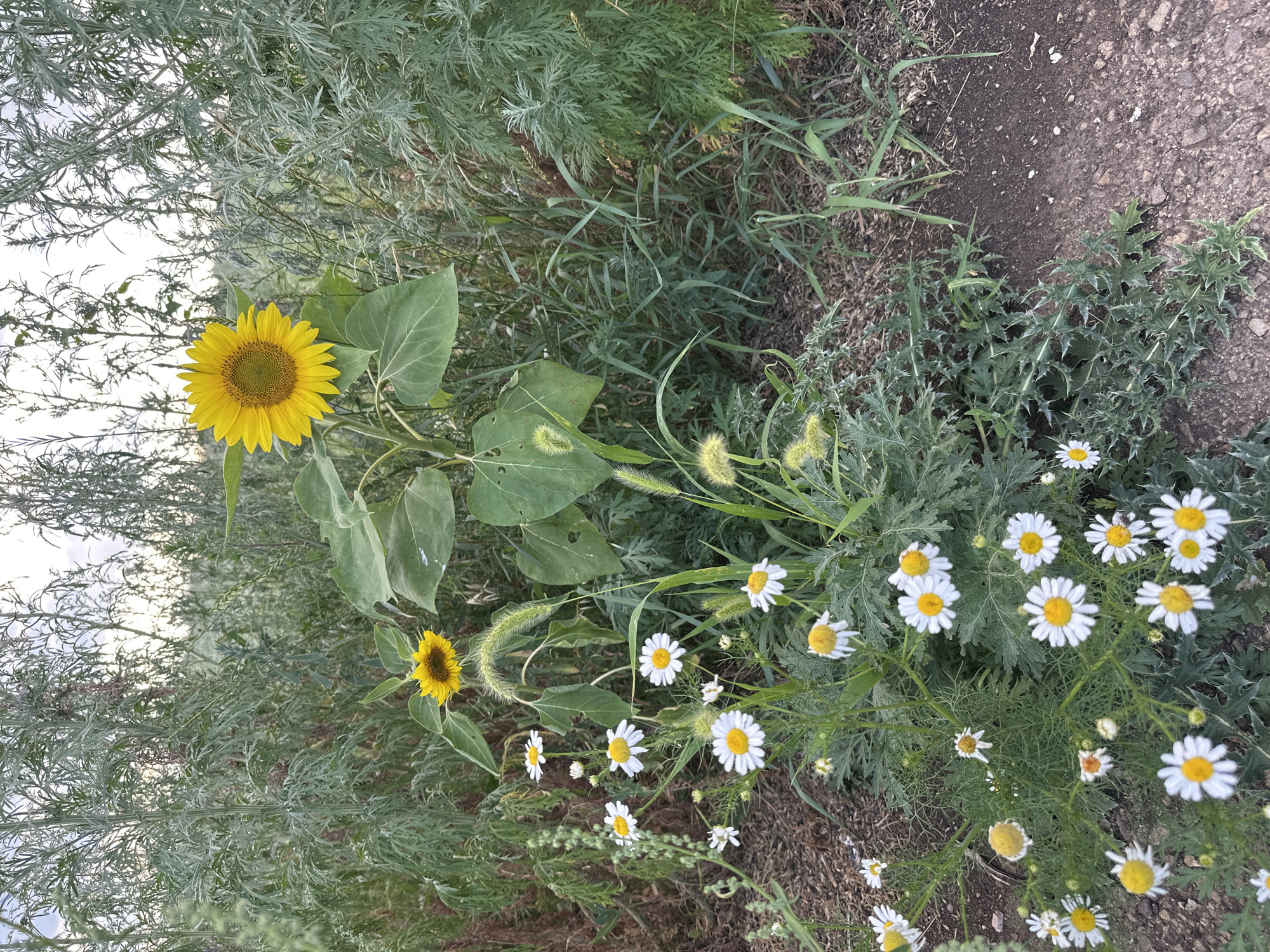 A vertical, medium shot captures a field of wildflowers and a single sunflower against a blurred background of tall, dry grass and a cloudy sky. The main subjects are a large sunflower with a bright yellow bloom and a cluster of smaller white daisies with yellow centers. The sunflower is positioned in the upper center of the frame, its petals fully open. The daisies are concentrated in the lower half of the image, scattered amongst green foliage and darker soil. Some of the daisies are in full bloom, while others are buds or partially opened. The ground is covered with a mixture of soil, small stones, and dry vegetation. The overall impression is of a natural, uncultivated area. The image does not depict any people or specific actions. The location is identified as Bayagiz, Kazakhstan.