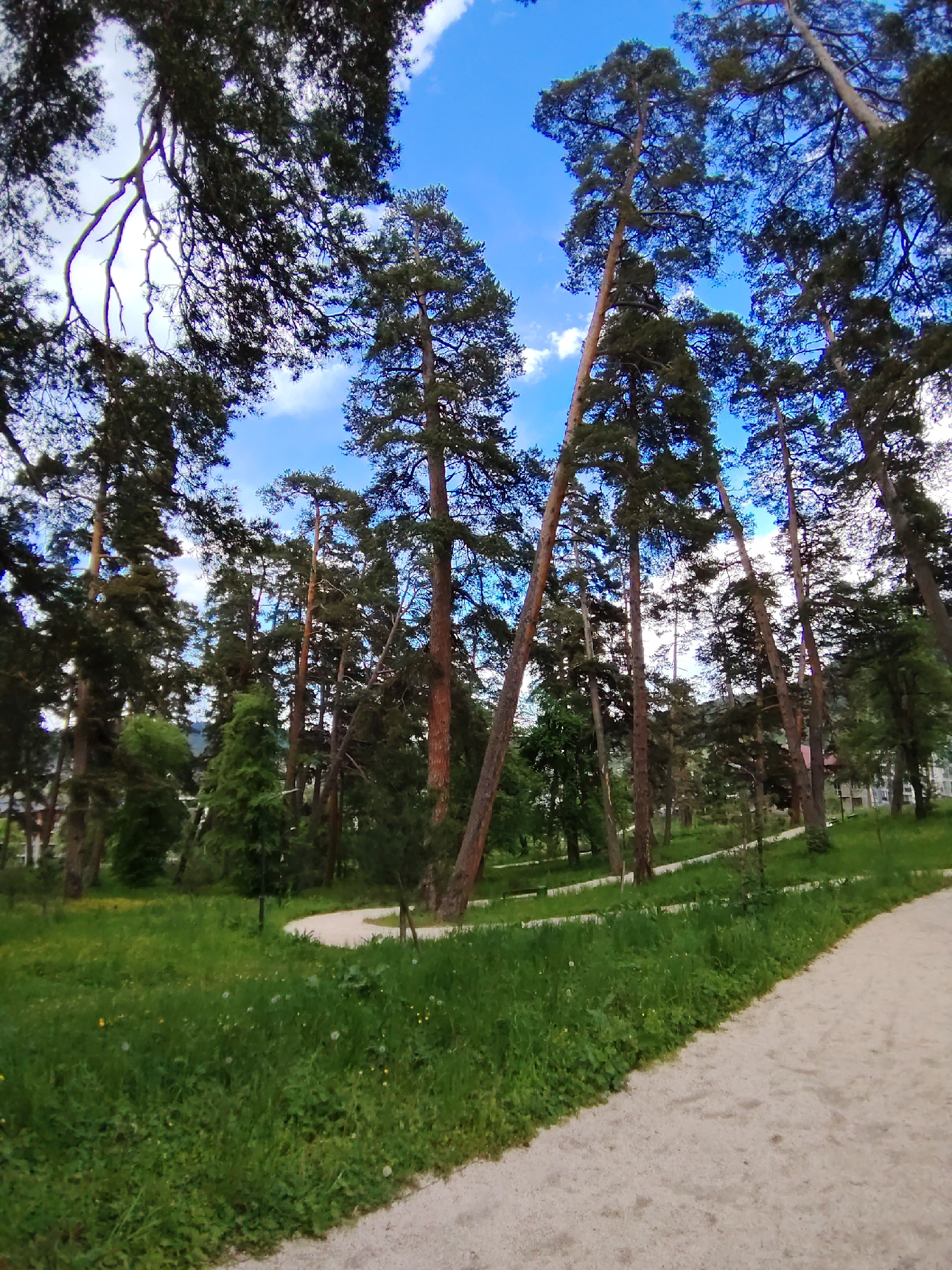 The image depicts a park in Bakuriani, Georgia, characterized by tall, slender pine trees with distinct reddish-brown bark. A winding, light-colored gravel path cuts through the scene, curving from the foreground towards the middle ground. Lush green grass, dotted with small yellow wildflowers and white dandelions, covers the ground on either side of the path. In the background, more trees create a dense forest, and glimpses of buildings can be seen through the foliage, suggesting the park is situated within or near a populated area. The sky above is a vibrant blue, with scattered white clouds. The perspective is low-angle, emphasizing the height of the trees and the expansive sky. There are no people or animals visible in the image.