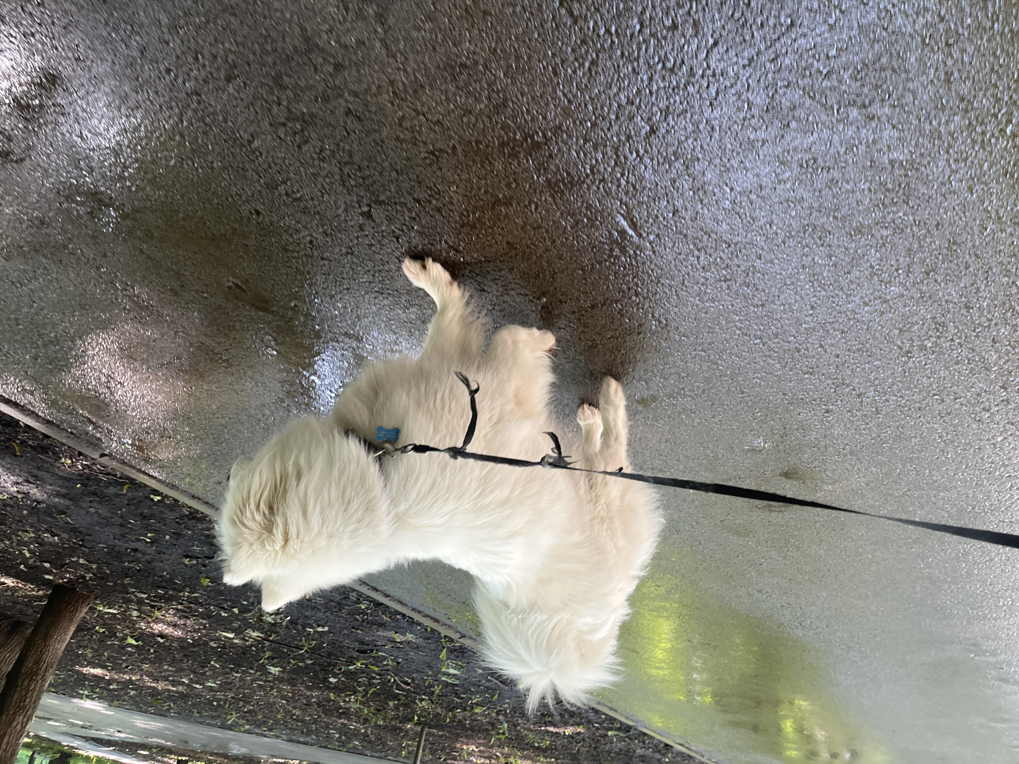 A fluffy white dog with a black leash stands on a wet, dark asphalt path. The dog is facing away from the camera, with its tail held high and a fluffy plume. Its head is turned to the side, obscuring its face, but a small blue tag is visible on its collar. The path is bordered by dark soil and sparse green vegetation. Sunlight reflects off the wet surface of the path, creating shimmering highlights. In the background, trees are visible, suggesting an outdoor, possibly park-like setting.