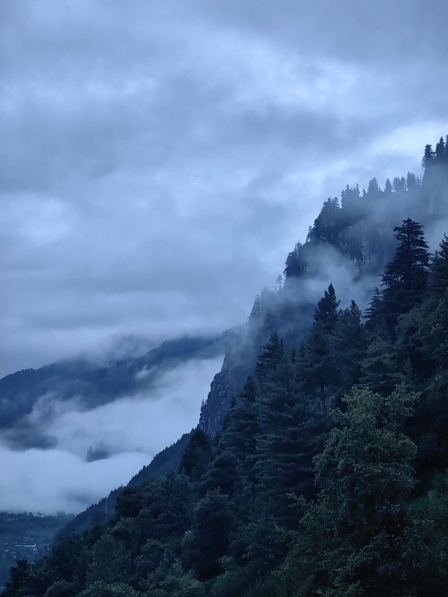 A dramatic, low-angle view of a misty mountain landscape dominates the image, with a dense forest of pine trees in the foreground and midground. The sky is overcast and a deep, moody blue-grey, with thick clouds obscuring the upper reaches of the mountains. Wisps of fog snake around the peaks, creating an ethereal and mysterious atmosphere. The trees are dark green, their spiky forms sharply silhouetted against the pale sky. In the distance, a valley is visible, shrouded in mist, with hints of human habitation, suggesting the presence of the town of Vashisht, India, nestled within this rugged terrain. There are no visible people or animals. The overall impression is one of wild, untamed nature, with a sense of isolation and dramatic beauty.