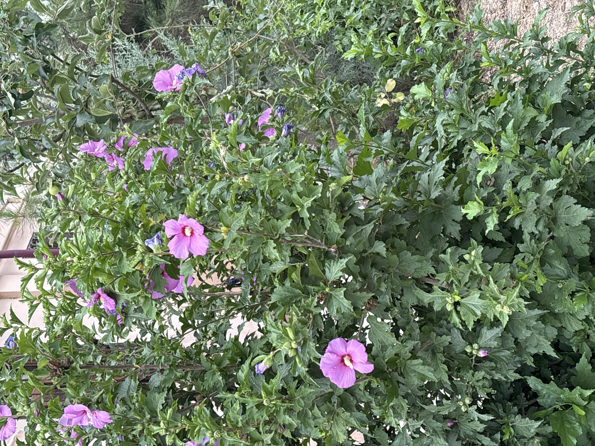 The image depicts a dense bush of hibiscus flowers with vibrant pink and purple blooms. The bush is lush and green, with dark green, serrated leaves. Several flowers are in full bloom, showcasing their delicate petals and prominent stamens. There are also many unopened buds, indicating that the bush is in its prime flowering season. The background is slightly blurred, but hints of a building with light-colored walls and a darker roofline are visible, suggesting an urban or suburban setting. A gravel path or ground cover can be seen at the bottom of the image. The overall impression is one of natural beauty within a developed area. The specific location is the Mirzo Ulugbek district of Tashkent, Uzbekistan, near the Tashkent Botanical Garden.