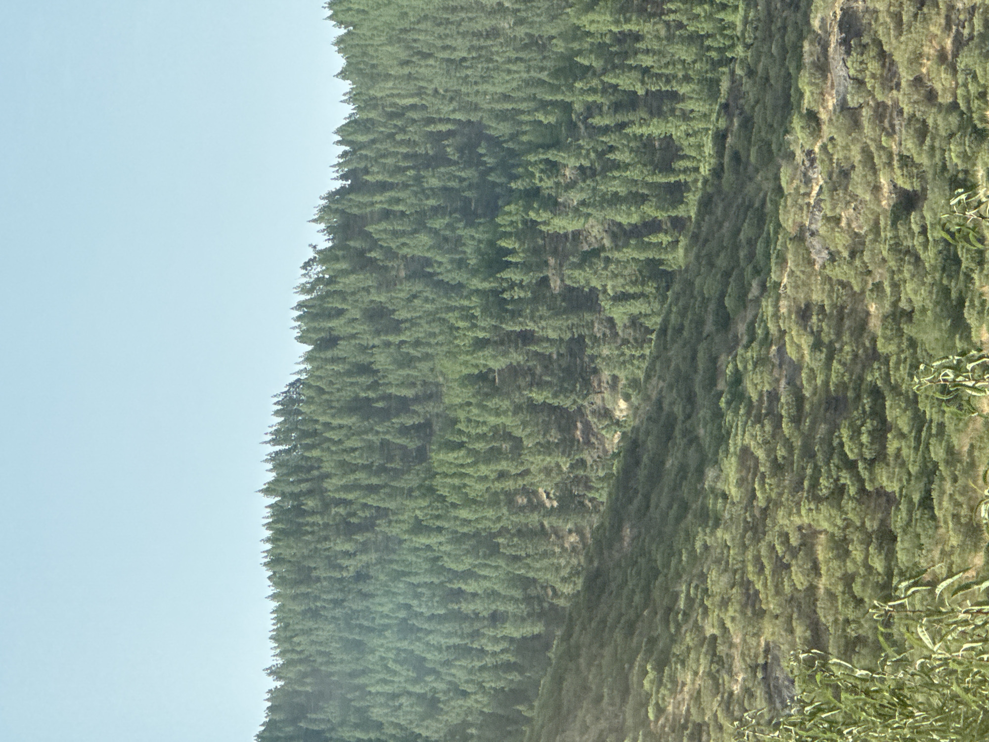 A vertical, medium shot captures a vast hillside covered in dense pine trees under a clear, pale blue sky. The trees, varying in size and shade of green, create a textured carpet that slopes from the upper right to the lower left of the frame. The lower portion of the hill is covered in sparser, bushier green vegetation, with patches of dry, rocky ground visible. In the foreground, to the left, are out-of-focus green plants and branches. The scene appears to be a natural, mountainous landscape.
