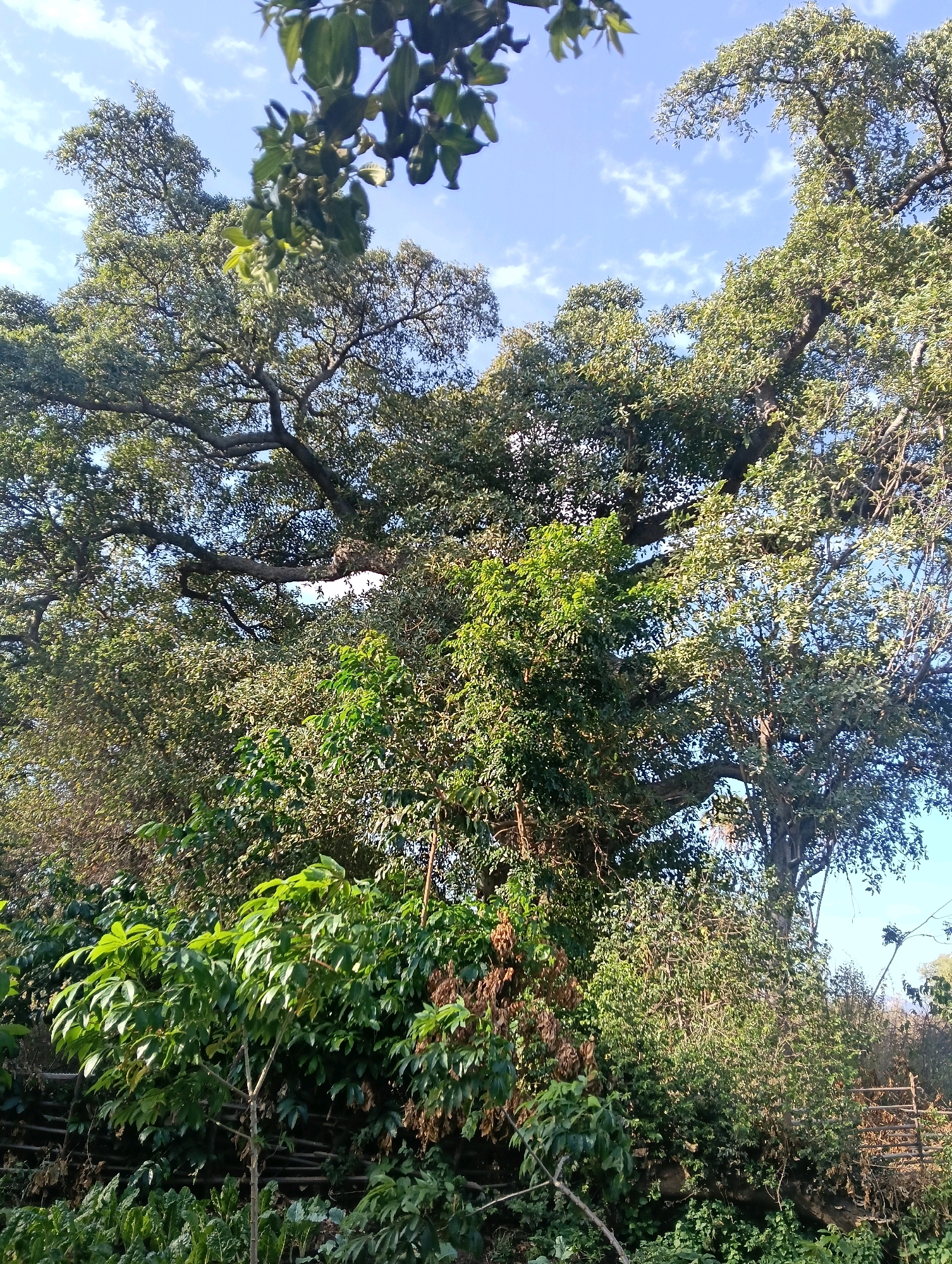 The image depicts a dense, verdant forest scene under a bright blue sky dotted with wispy white clouds. The dominant feature is a large, mature tree with expansive branches reaching towards the sky, its foliage creating a thick canopy. Interspersed with the large tree are various smaller trees and lush green shrubs, suggesting a rich and diverse ecosystem. In the foreground, more foliage, including leafy plants and some dried brown material that could be fallen leaves or seed pods, is visible. A rustic wooden fence, constructed from branches and poles, runs horizontally across the lower mid-ground, suggesting human presence or property boundaries within the natural landscape. The lighting indicates it is daytime, with sunlight filtering through the leaves, casting dappled shadows. The overall impression is one of natural abundance and growth within a rural or semi-rural setting, possibly on the outskirts of Mutitu/Kaliku Ward in Kenya, given the context provided. There are no people visible in the image, and the scene is static, focused solely on the natural environment and the subtle indications of human interaction with it.