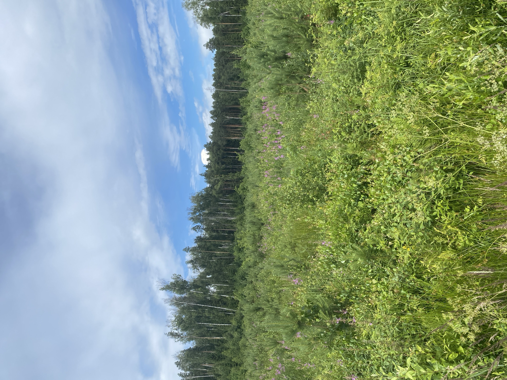 This media file captures a lush, green meadow bordering a dense forest under a bright blue sky with scattered white clouds. The scene is set in Kalitino, Russia. The meadow is filled with a variety of vegetation, including tall grasses, leafy plants, and small purple wildflowers, suggesting a warm, sunny day, likely in late spring or summer. The forest in the background is comprised of tall evergreen trees, with some lighter-barked deciduous trees interspersed, creating a varied and textured treeline. The overall impression is one of natural beauty and tranquility, with no people or man-made objects visible, emphasizing a wild, untamed landscape. The image is oriented vertically, with the sky occupying the left portion and the meadow and forest stretching across the right. The lighting indicates it is daytime, with the sun casting a natural glow on the foliage.