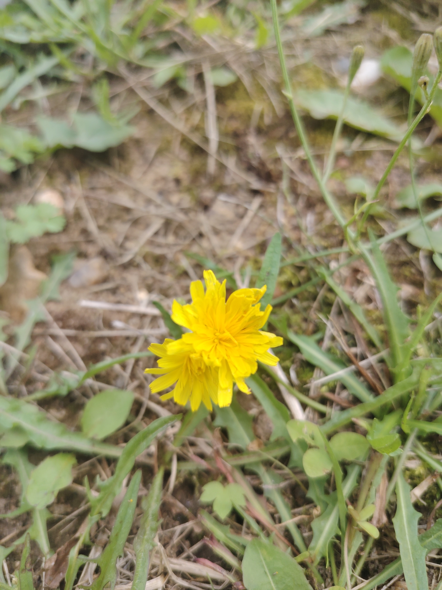 A close-up shot captures two yellow dandelion flowers blooming amidst dry grass and green foliage. The flowers are the primary focus, with their vibrant petals contrasting against the muted earth tones of the background. The surrounding environment suggests a natural setting, possibly a field or garden, with scattered leaves and blades of grass. The image appears to be taken outdoors in a location that could be in or around Хоругвино, Russia, given the mention of the city. There are no people or animals visible in the frame. The lighting is natural, casting a soft glow on the flowers and highlighting their delicate structure.
