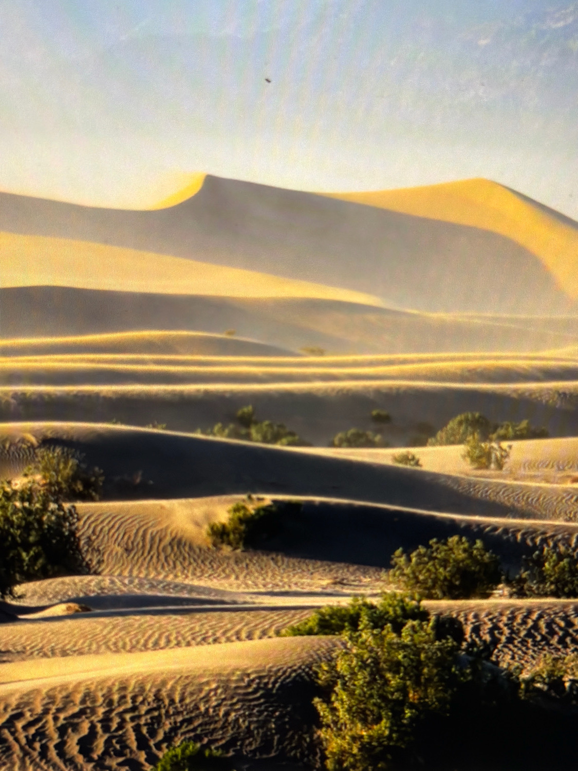 The image displays a vast desert landscape characterized by undulating sand dunes illuminated by warm, golden light, suggestive of either sunrise or sunset. The sand exhibits distinct ripple patterns, indicating wind activity. Sparse, low-lying green vegetation is scattered across the dunes, particularly in the foreground and midground, adding a touch of contrast to the sandy expanse. In the far distance, larger dunes rise, partially obscured by a hazy atmosphere. The sky above is a pale blue with hints of yellow near the horizon. A small, dark object, possibly a bird or insect, is visible in the upper portion of the sky. The scene is serene and natural, devoid of any man-made structures or human presence. This landscape is not located in the city of Kafr Yasif, Israel, as that is an urban area.