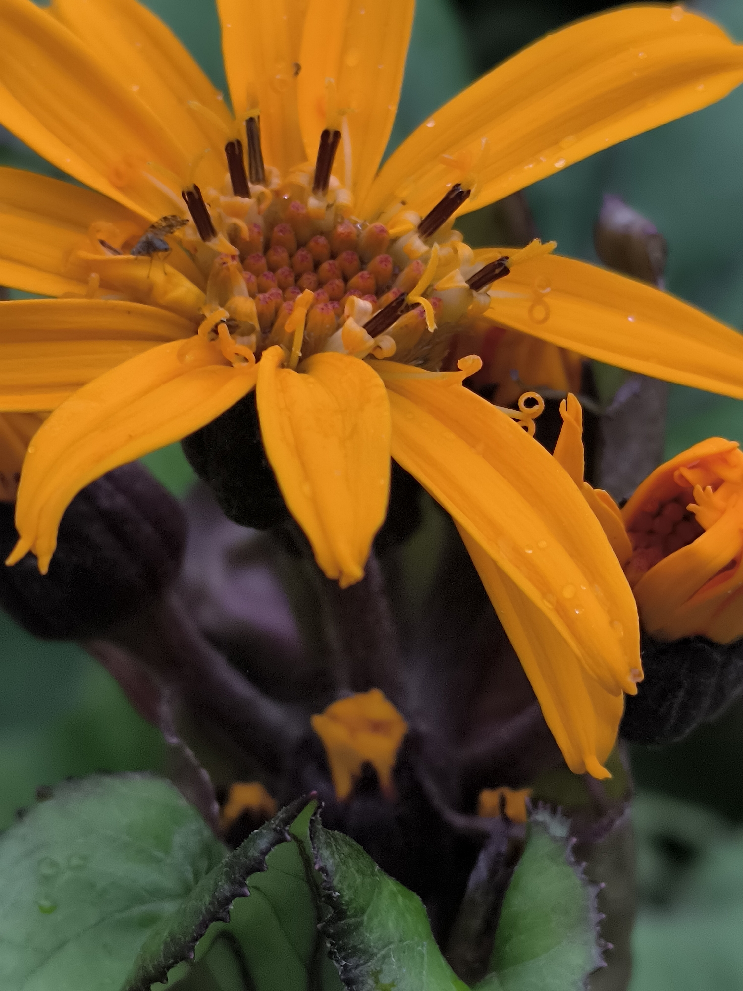 An extreme close-up photograph focuses on the center of a vibrant orange flower, likely a Ligularia, revealing intricate details of its reproductive structures. The flower's petals, elongated and slightly curled, display small water droplets, suggesting recent rainfall or dew. Within the flower's core, numerous small, reddish-orange stamens are densely packed, topped with dark brown anthers. A tiny, light-blue insect, possibly a midge or small fly, is perched on one of the petals near the center, its body and legs clearly visible. Partially obscuring the flower's base are dark, purplish-brown buds and stems. In the lower portion of the frame, large, serrated green leaves with visible veins add to the naturalistic setting. The background is a soft, out-of-focus blur of green and dark tones, emphasizing the sharply defined details of the flower and its inhabitant. The lighting appears natural, with no harsh shadows, highlighting the textures and colors of the flora and the insect. The overall impression is one of macro-photography capturing a moment of delicate natural interaction. This image does not contain any identifiable landmarks or contextual elements that would allow for its specific location within Klaipėda, Lithuania, to be determined.