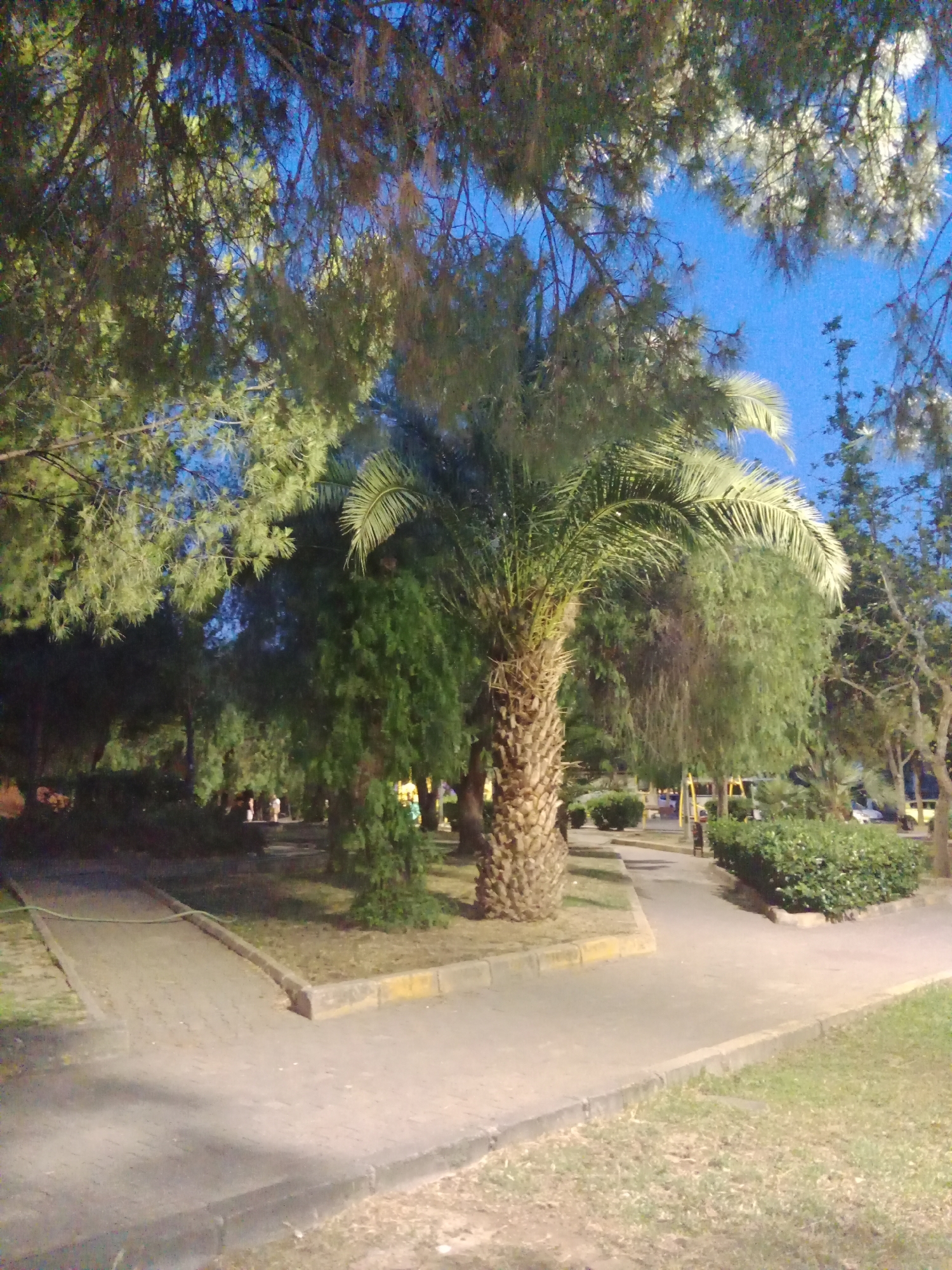 In Karşıyaka, Turkey, a paved pathway curves through a park-like setting under a twilight sky. Dominating the mid-ground is a mature palm tree with a thick, textured trunk and distinctive fronds. To its left, a dense collection of evergreen trees creates a lush backdrop. The pathway is bordered by a raised curb, some sections of which are painted yellow. Beyond the palm tree, the path continues, leading towards a playground area visible in the distance, featuring yellow and red structures. Several figures, appearing to be adults, are scattered along the pathway in the middle ground, some walking and others conversing. To the right, a well-maintained hedge forms a neat boundary. The overall scene is illuminated by artificial lighting, casting soft shadows and highlighting the varied textures of the vegetation and paving.