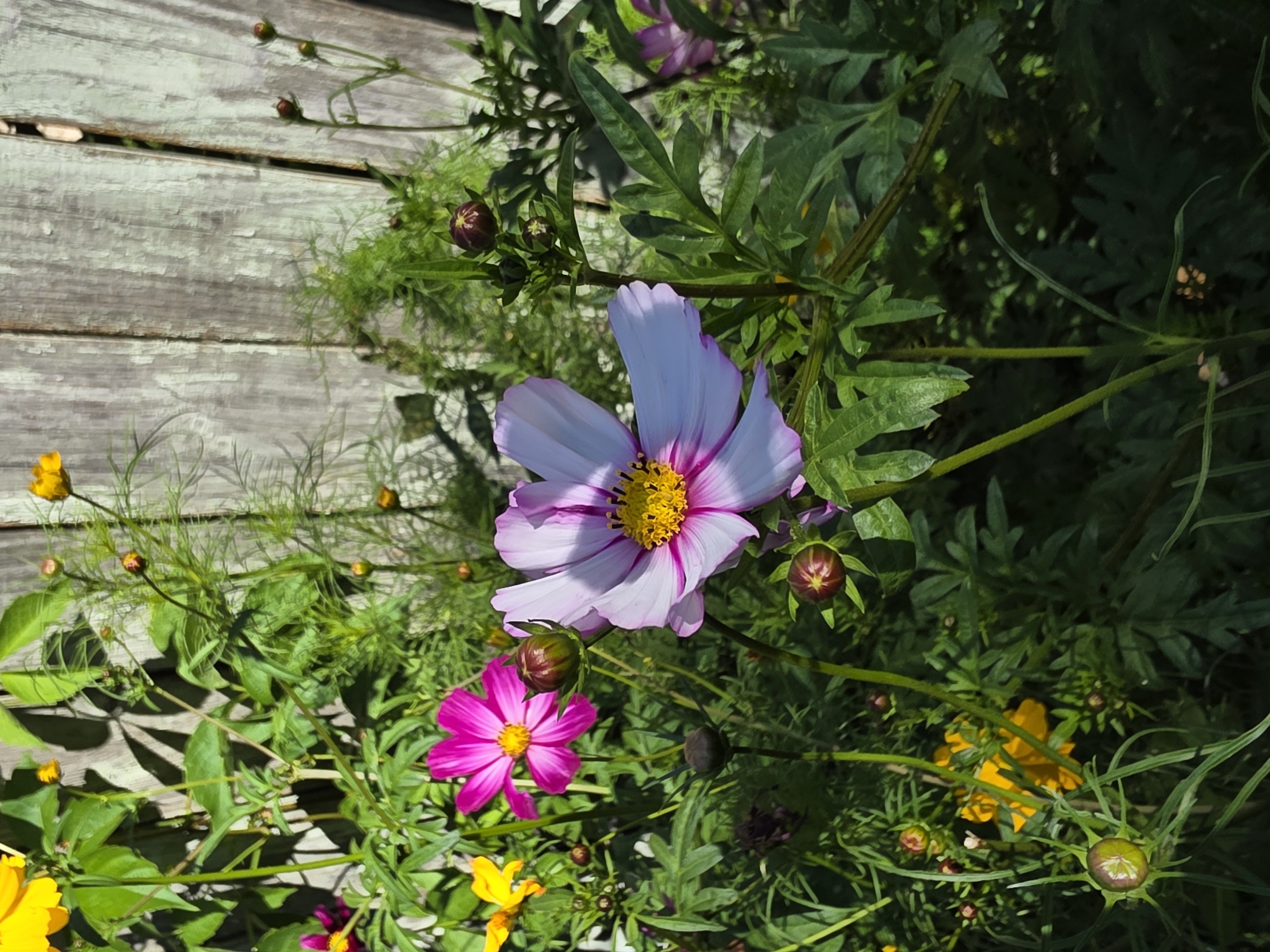 The image depicts a close-up view of a garden featuring several cosmos flowers and buds against a weathered wooden fence. In the foreground, a large pink and white cosmos flower is in focus, its yellow center prominent. To its left, a bright pink cosmos flower is also visible. Several unopened buds, some reddish-brown and others green, are scattered throughout the scene, attached to thin stems and surrounded by feathery green foliage. In the background, the vertical planks of a light-colored, aged wooden fence are clearly visible, showing signs of wear and tear. The lighting suggests it is daytime, with shadows cast by the plants onto the fence. The overall environment is natural and somewhat overgrown. There are no people or animals present. The image does not provide any specific visual cues to identify the city of Речицы, Russia.