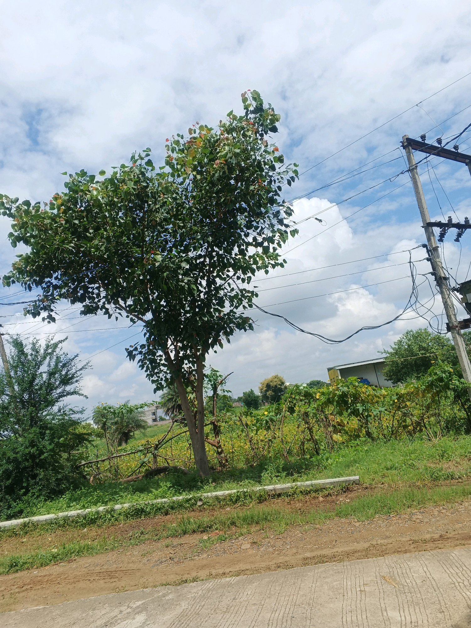 The image captures a scene on a cloudy day, likely in Rajoda, India, showcasing a vibrant green landscape dominated by a large tree with reddish-tinged leaves. The tree stands prominently in the mid-ground, its branches extending across the frame and partially obscuring the sky. Electrical poles and a tangle of wires are visible to the right, suggesting proximity to infrastructure. A fence line runs horizontally across the middle of the image, separating the foreground from the background. Beyond the fence, a dense growth of green vegetation and some yellowing plants creates a textured backdrop. A building, possibly a small structure or factory, is faintly visible in the far background. The foreground features a dirt road with a concrete edge, indicating a rural or semi-urban setting. The overall impression is one of natural growth juxtaposed with man-made elements.