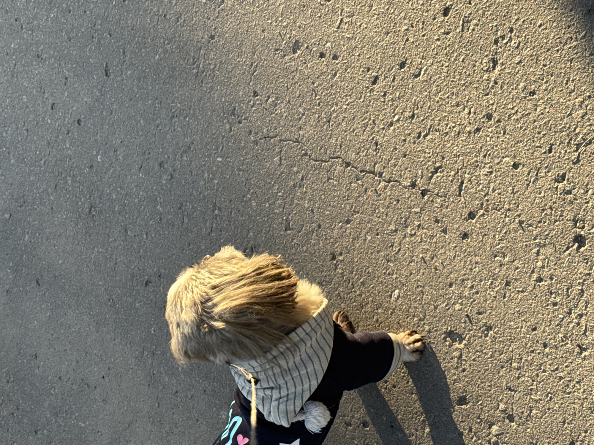 A dog wearing a blue and white hooded sweatshirt is walking on a concrete sidewalk. The sidewalk is partially lit by sunlight. The location is unknown.