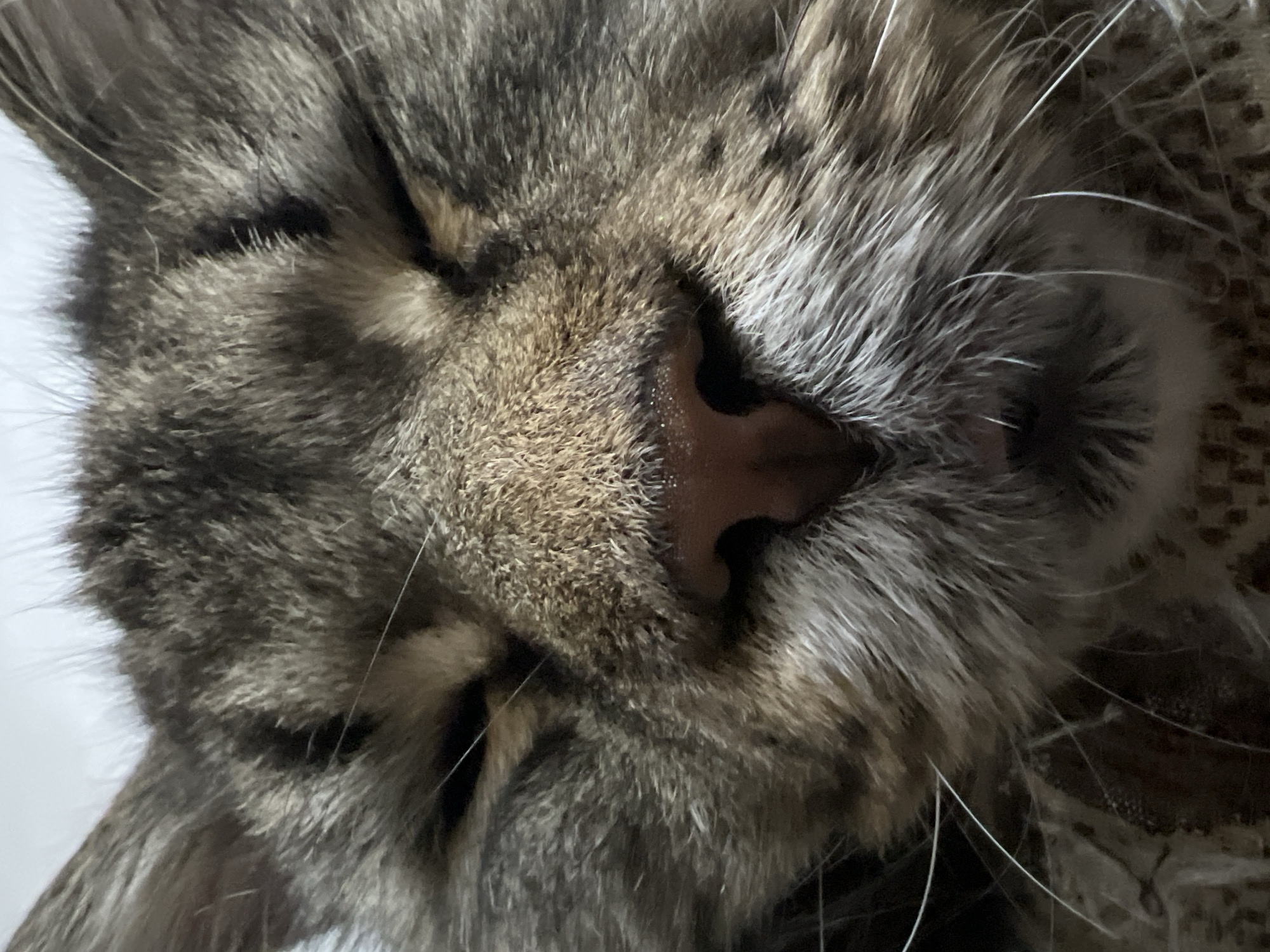 This is a close-up, low-angle, eye-level shot of a domestic cat's face. The cat is a tabby, with brown and gray striped fur. Its eyes are closed, and its nose is a dark pink color. The cat's whiskers are long and white. The background is a plain white surface, likely a wall or ceiling. The image appears to have been taken indoors in a domestic setting, with no other objects or people visible. The lighting is soft and diffused.