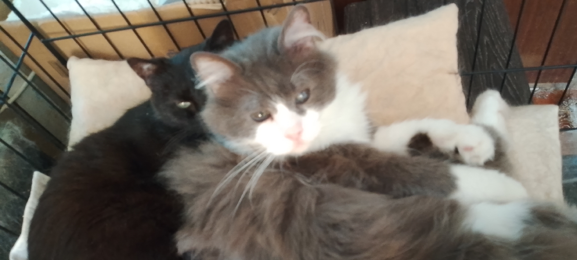 The image shows two cats snuggled together on a cream-colored cushion inside a dark-colored cage. The cat in the foreground is a fluffy grey and white cat, with its head turned towards the viewer, its eyes partially closed. Its front paws are resting on the cushion. Behind it, partially obscured, is a black cat, whose green eyes are looking directly at the camera. The background consists of the bars of the cage and some wooden elements. The lighting is soft, suggesting it might be indoor lighting or dappled sunlight. There is no information about the location in the city of Belgorod, Russia.
